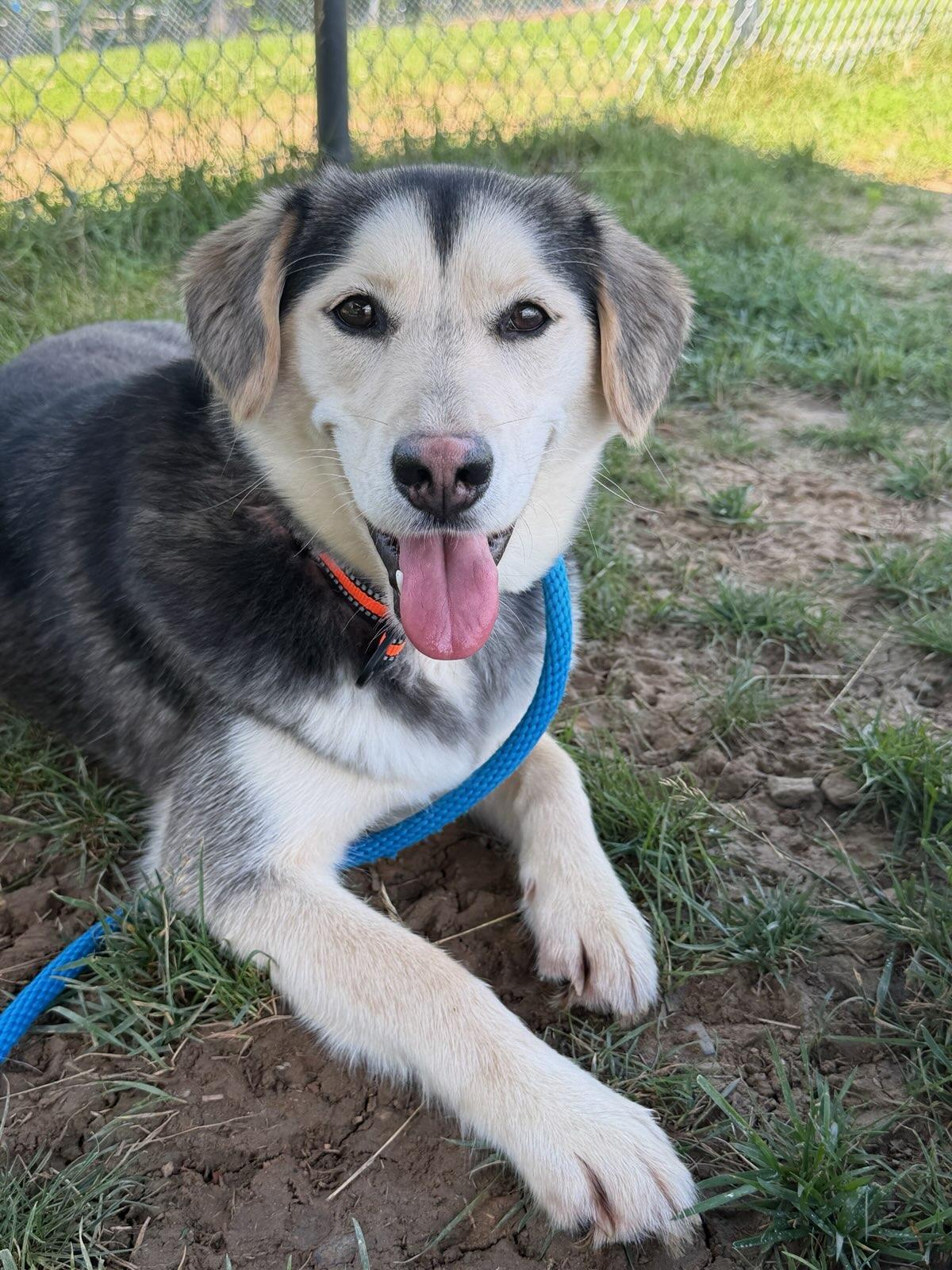Starlight (ID 51604), ADOPTABLE, Young Female Husky & Golden Retriever.
