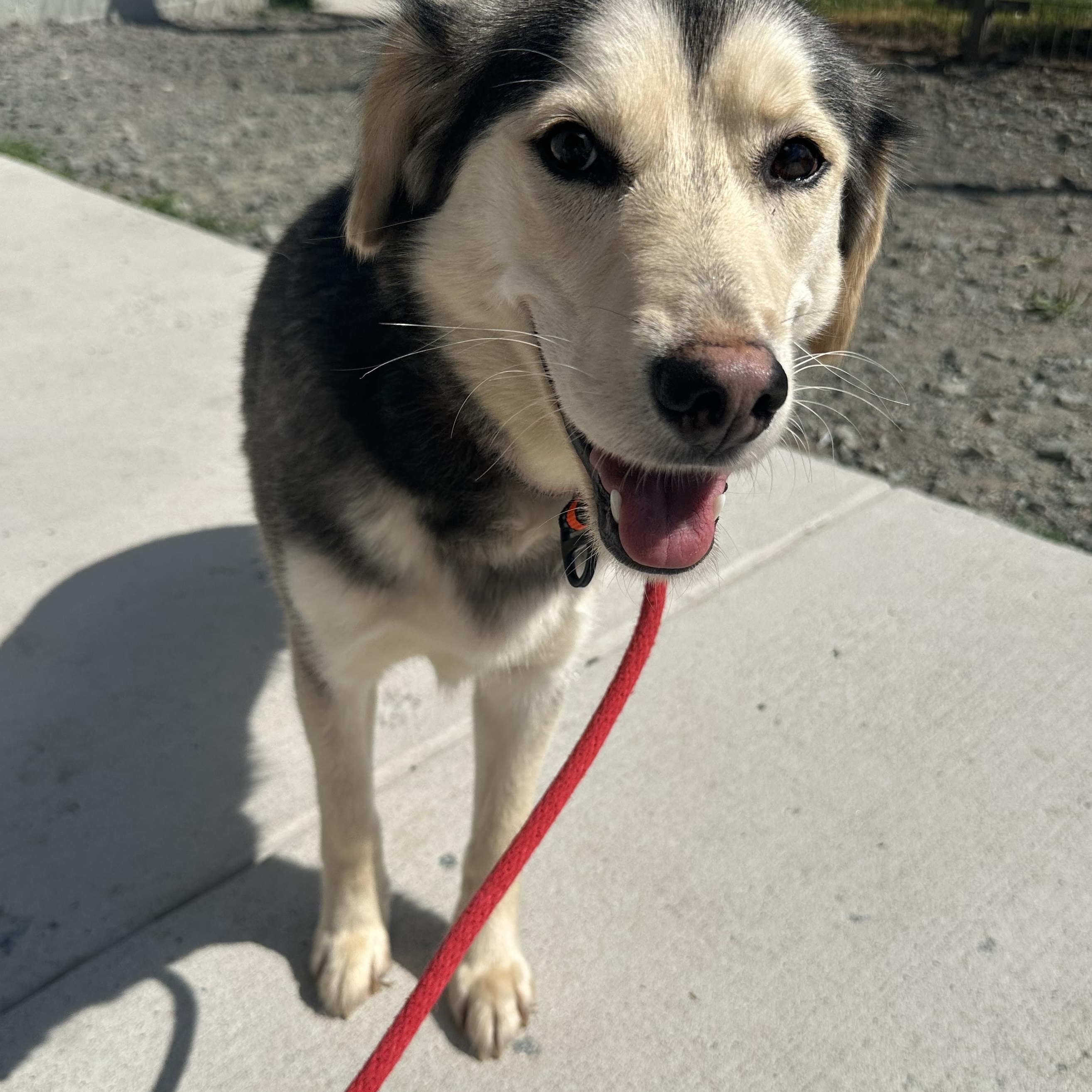 Starlight (ID 51604), a ADOPTABLE mixed breed in Manassas, VA image 2/3