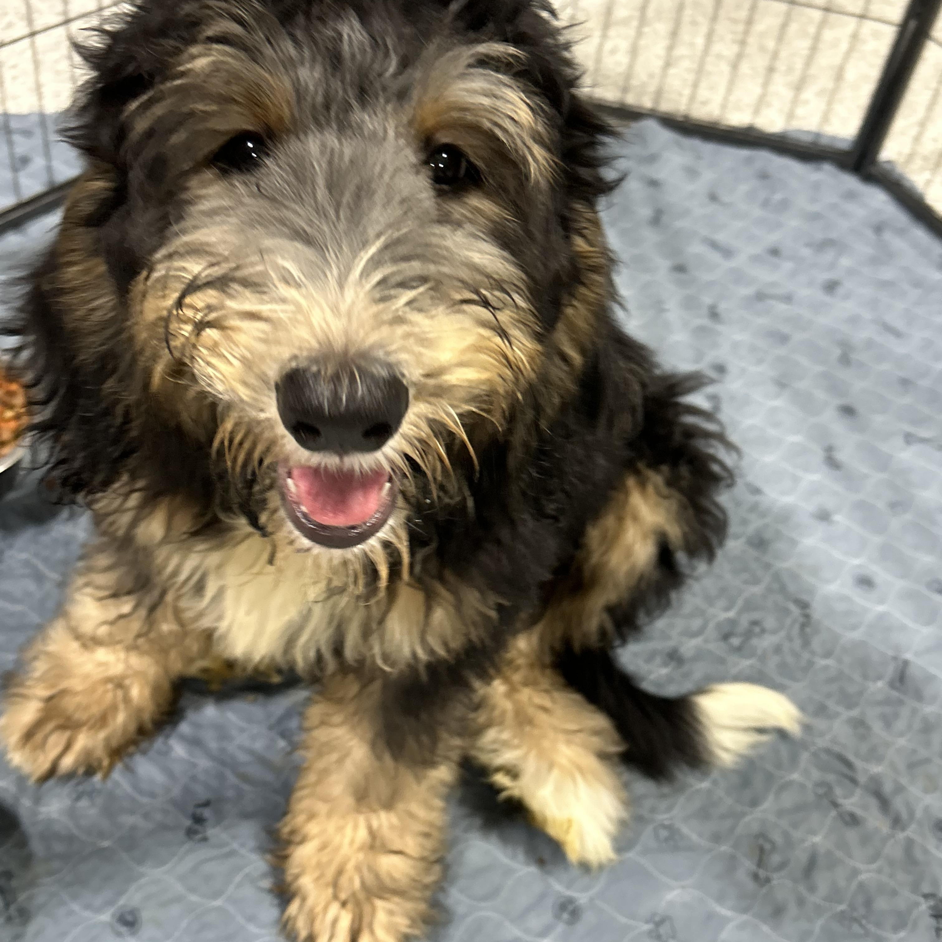 Teddy. Full size., a Adoptable Bernadoodle in Maumee , OH image 2/5