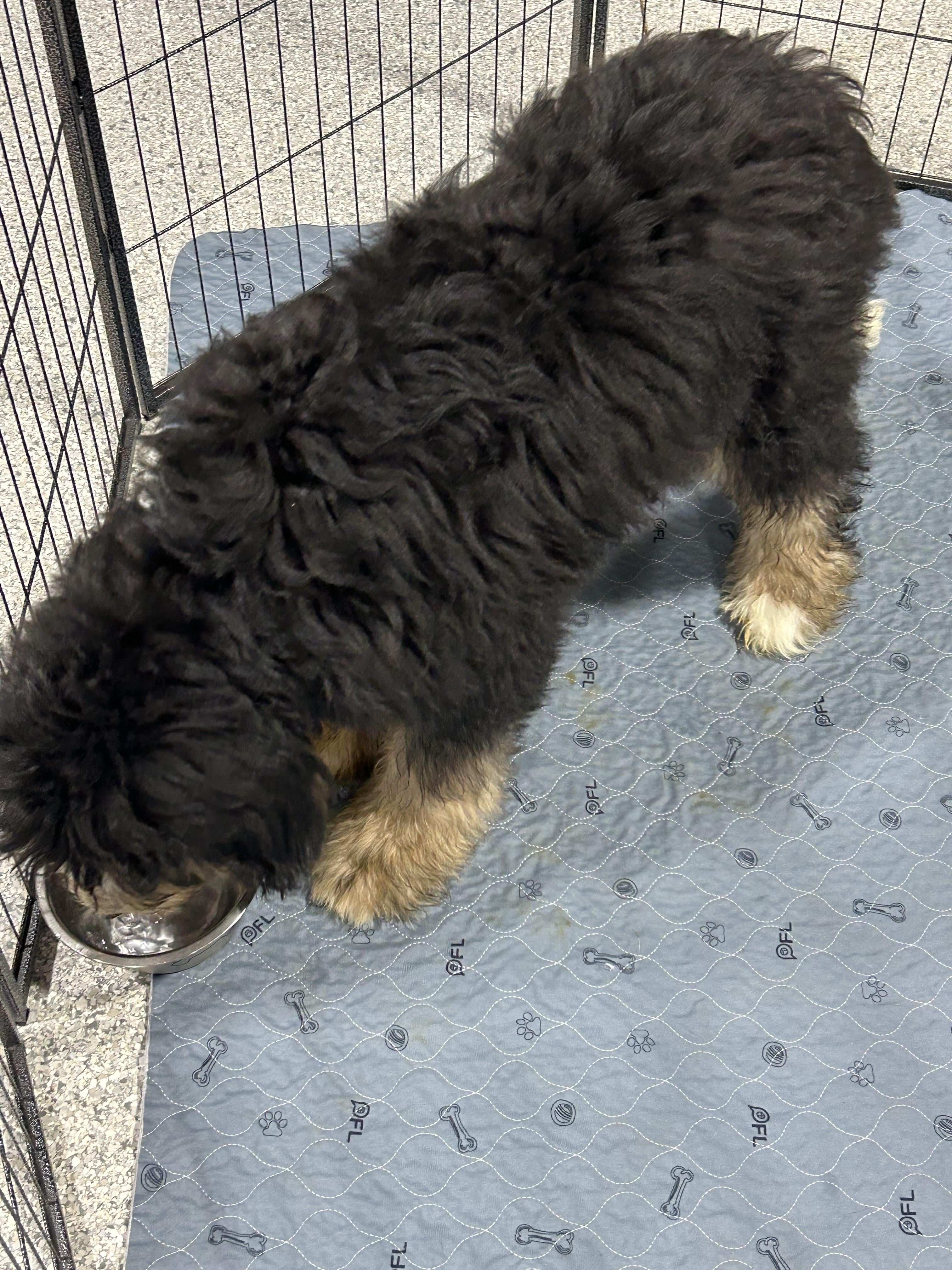 Teddy. Full size., a Adoptable Bernadoodle in Maumee , OH image 5/5