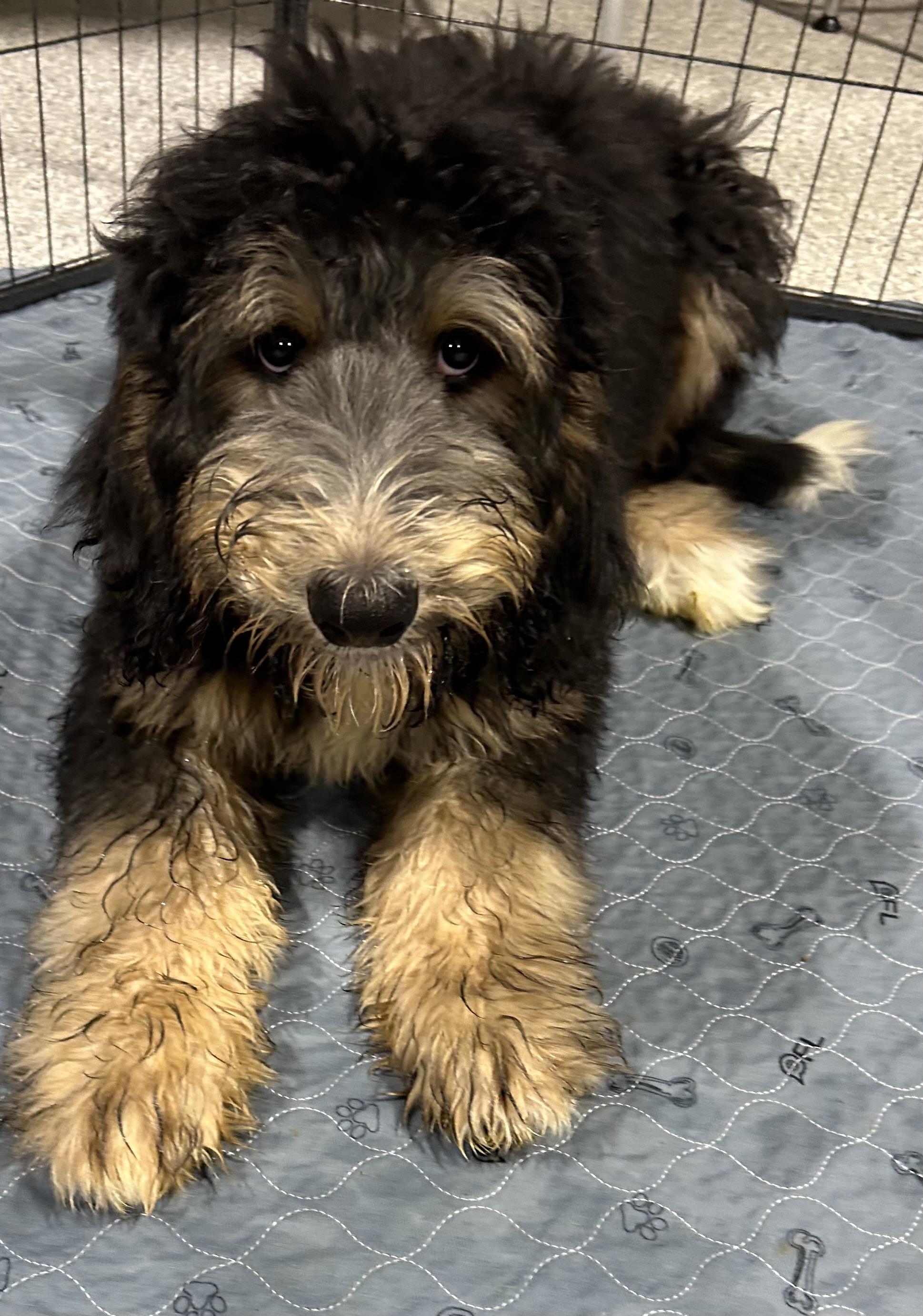 Teddy. Full size., a Adoptable Bernadoodle in Maumee , OH image 3/5