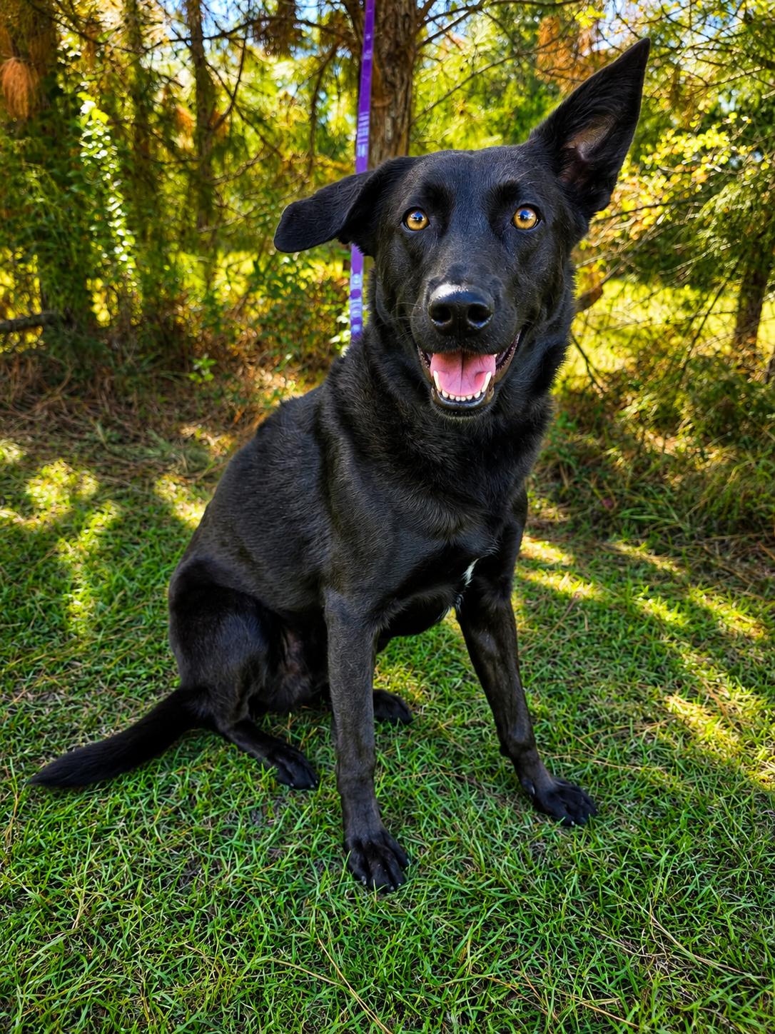 Rousseau, a Adoptable mixed breed in Albion, MI image 3/5