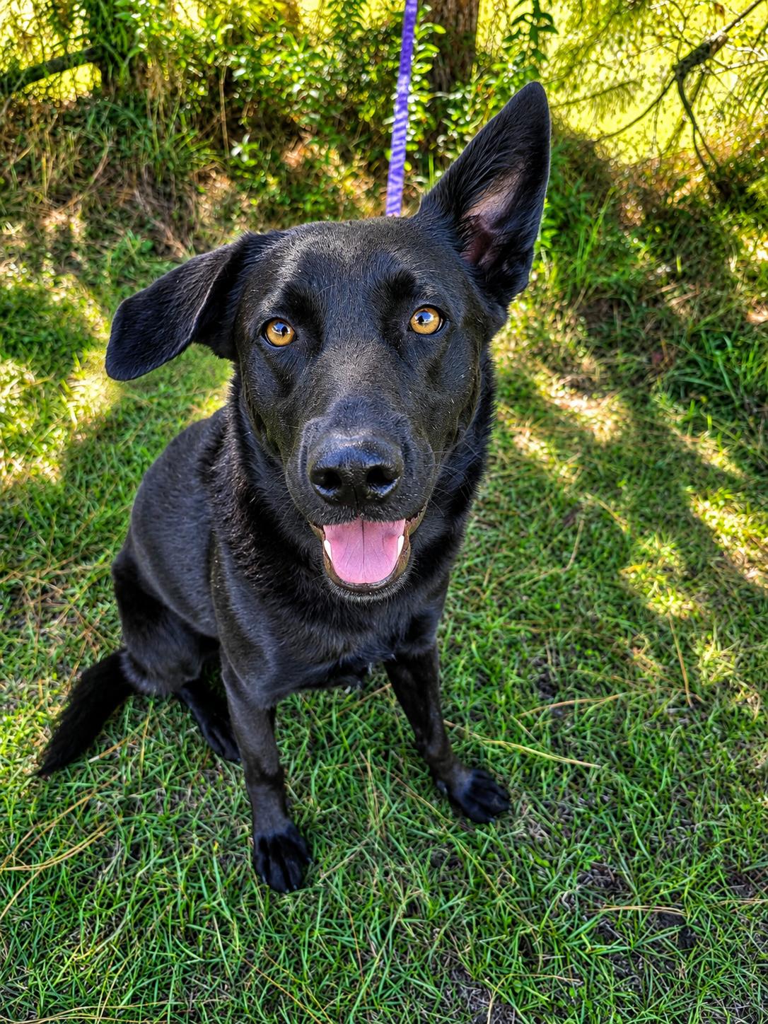 Rousseau, a Adoptable mixed breed in Albion, MI image 4/5