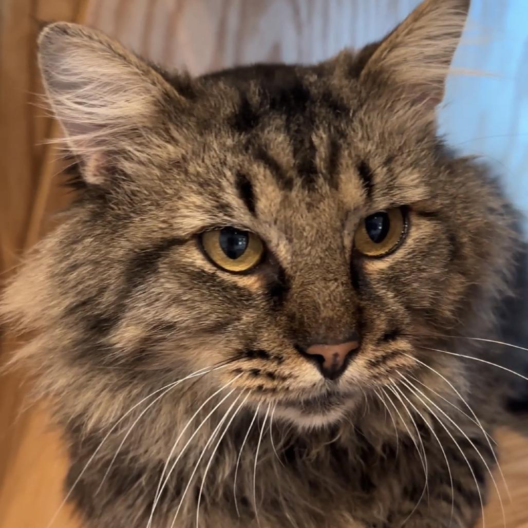 Enlarge Boo Boo, a Adoptable Domestic Long Hair in Bentonville, AR image 1/2