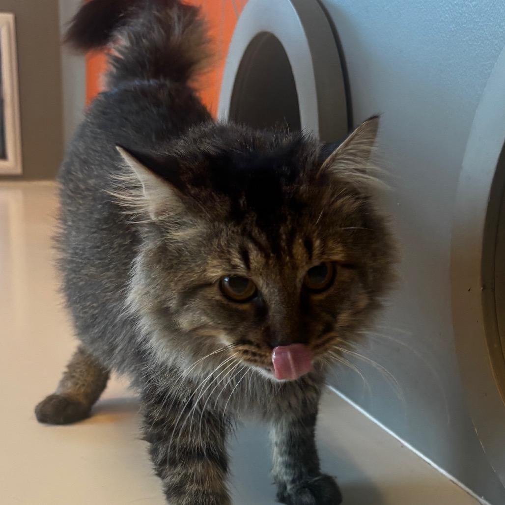 Enlarge Boo Boo, a Adoptable Domestic Long Hair in Bentonville, AR image 2/2