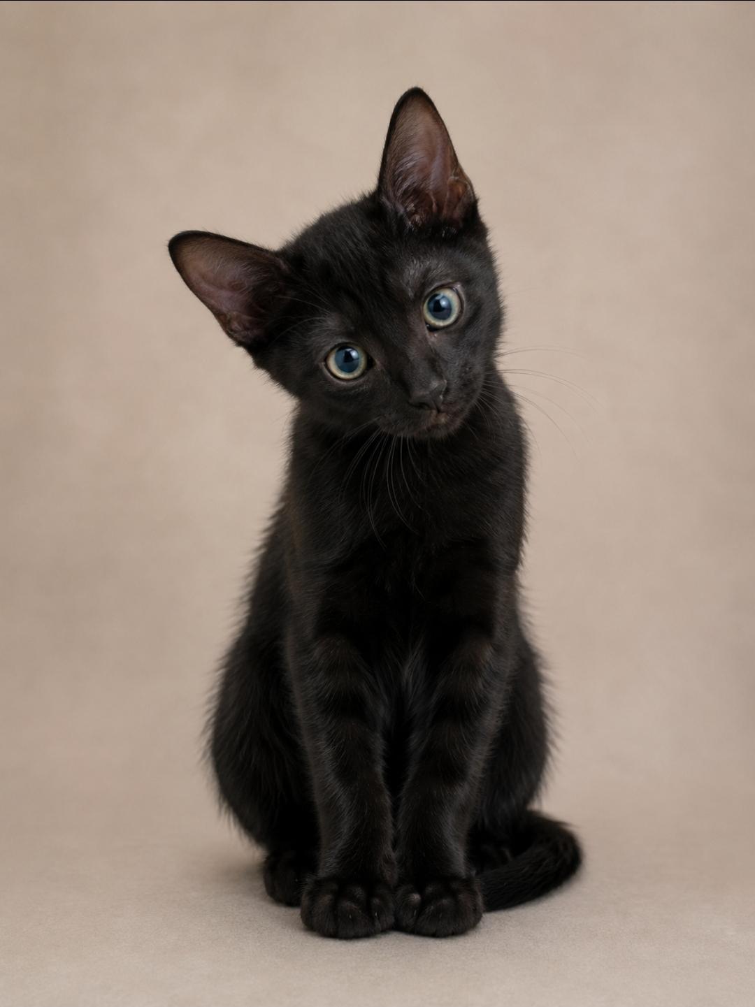 Avalon, ADOPTABLE, Kitten Male Domestic Short Hair.