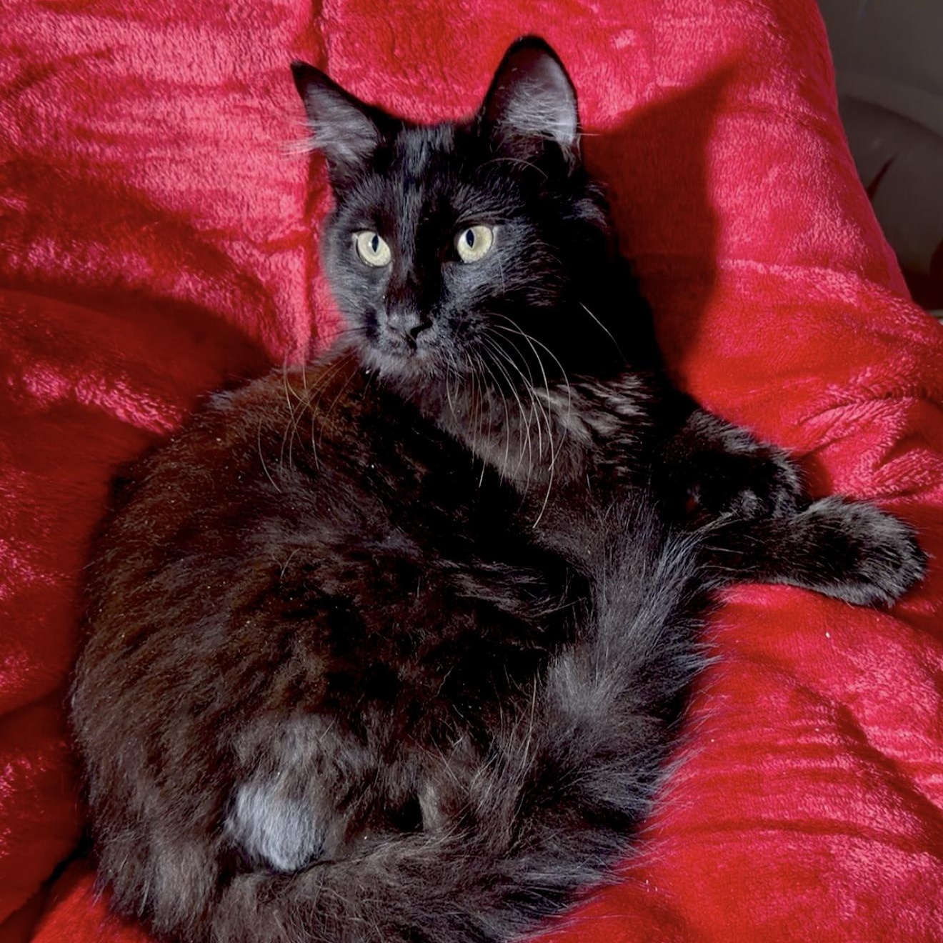 Enlarge Lord Fluffington, an adopted mixed breed in Keene, NH image 2/4