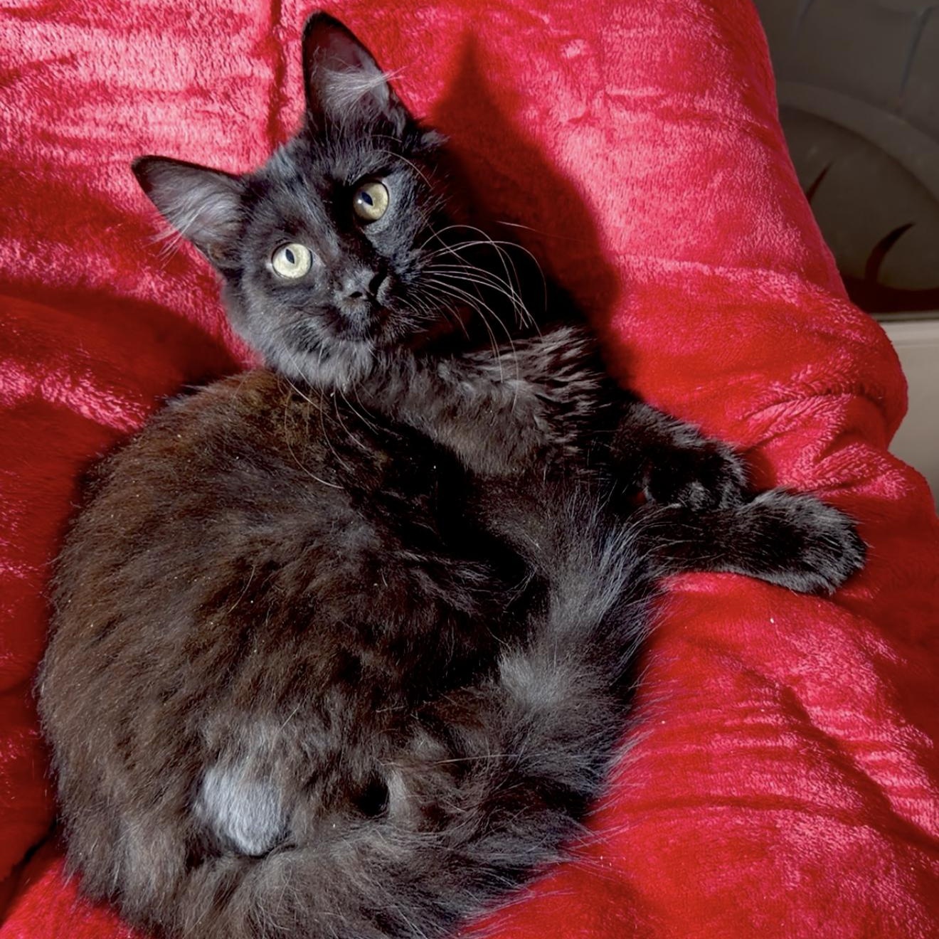 Enlarge Lord Fluffington, an adopted mixed breed in Keene, NH image 1/4