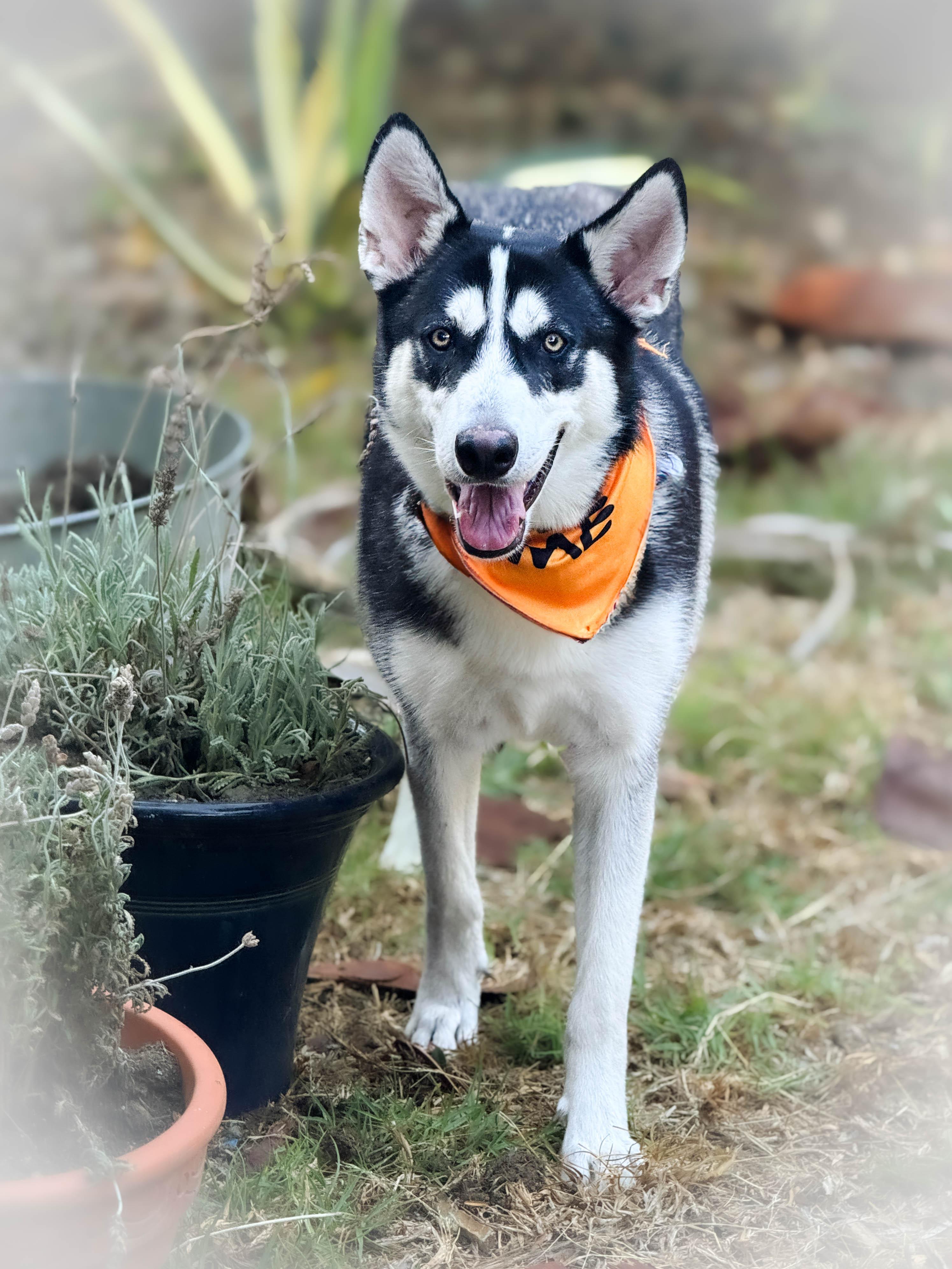 Lilly, a ADOPTABLE mixed breed in Torrance, CA image 5/5