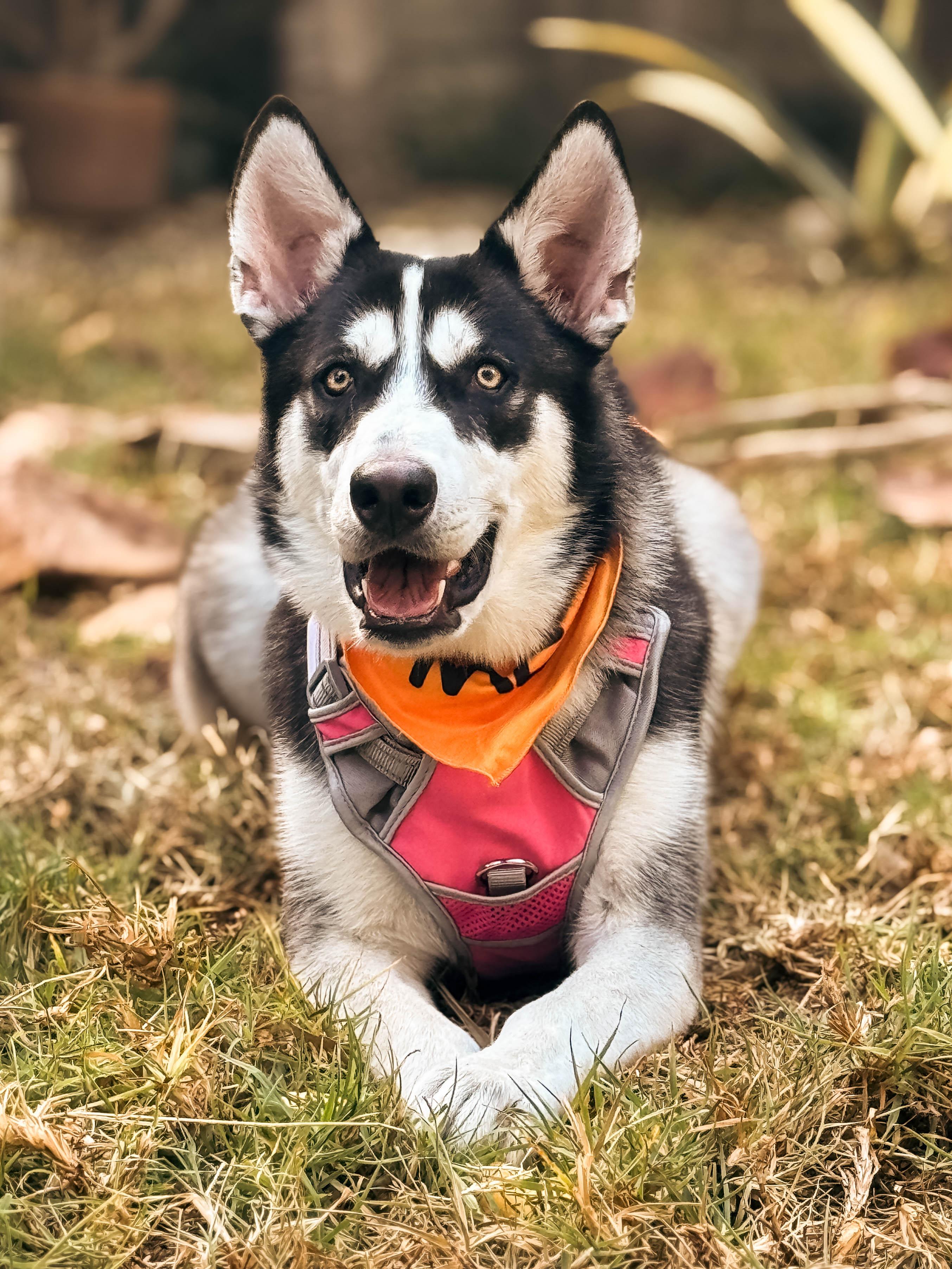 Lilly, ADOPTABLE, Adult Female Husky.