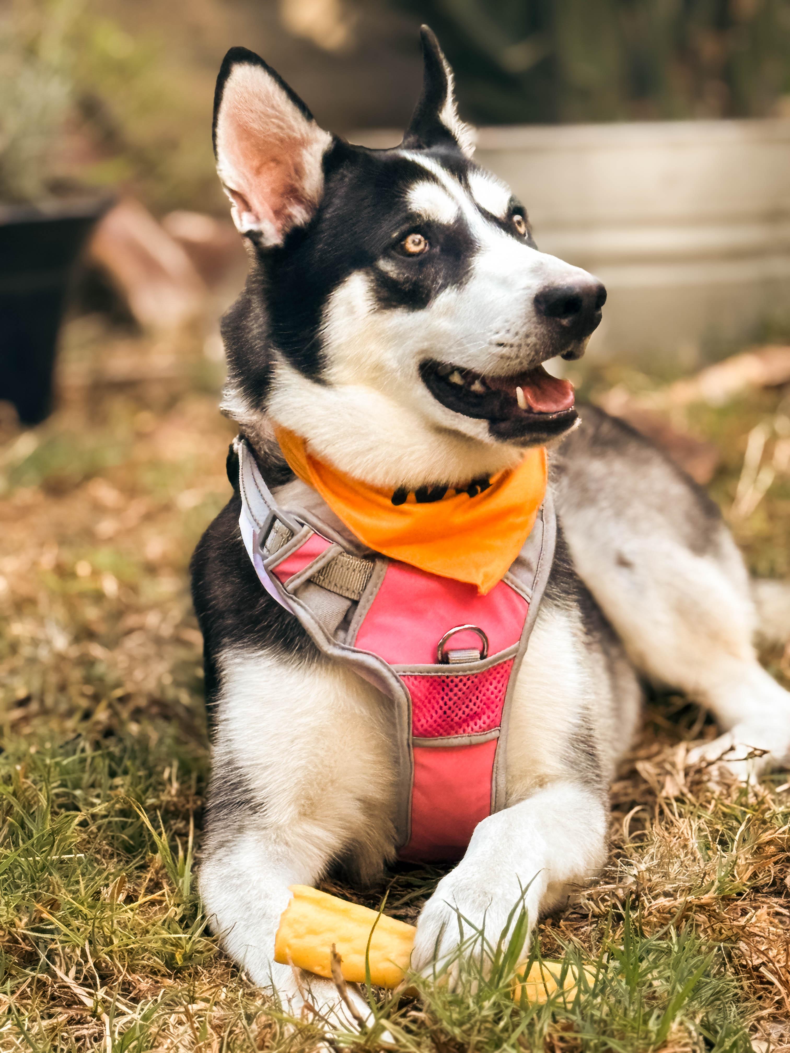 Lilly, a ADOPTABLE mixed breed in Torrance, CA image 3/5
