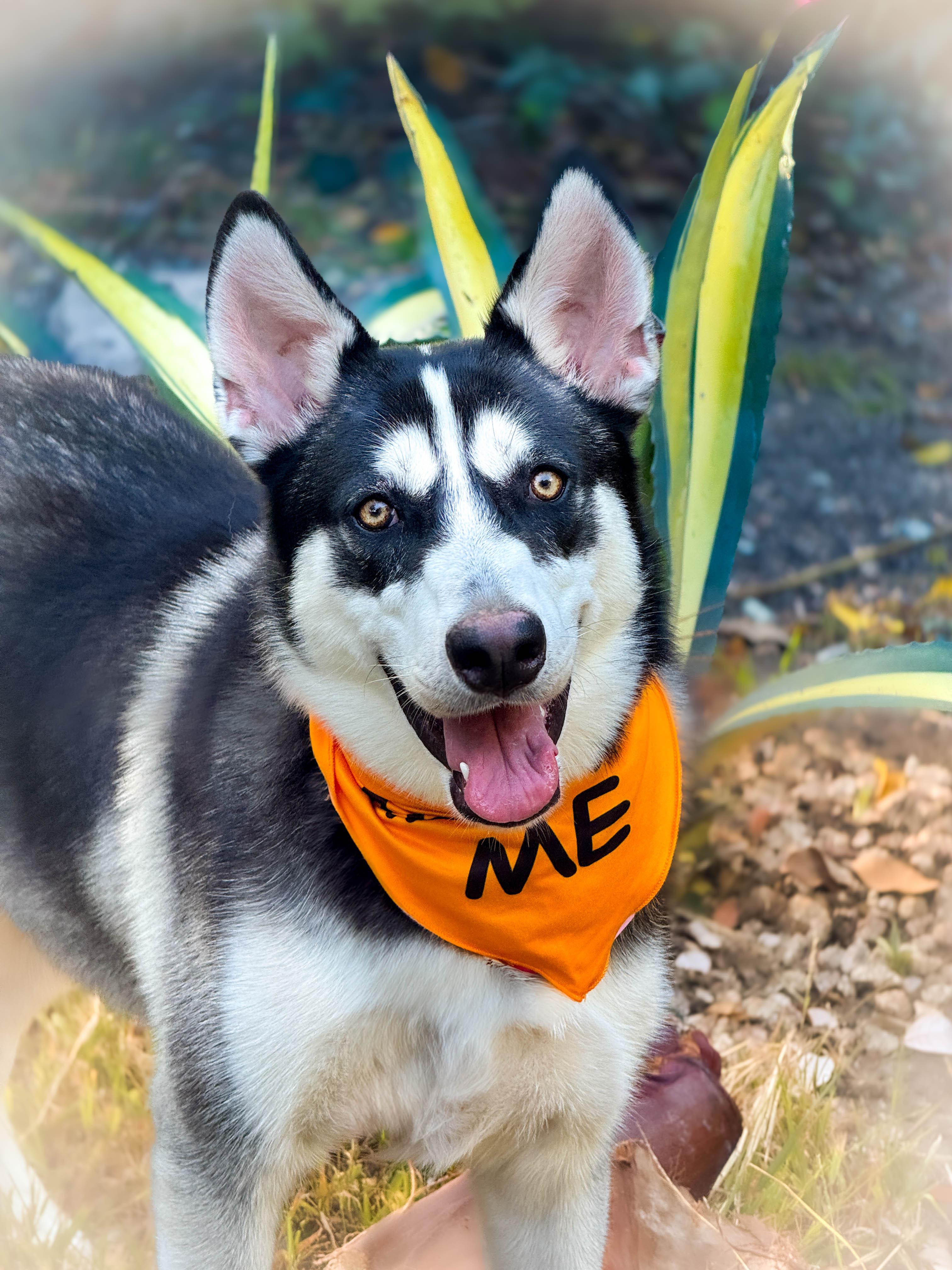 Lilly, a ADOPTABLE mixed breed in Torrance, CA image 4/5
