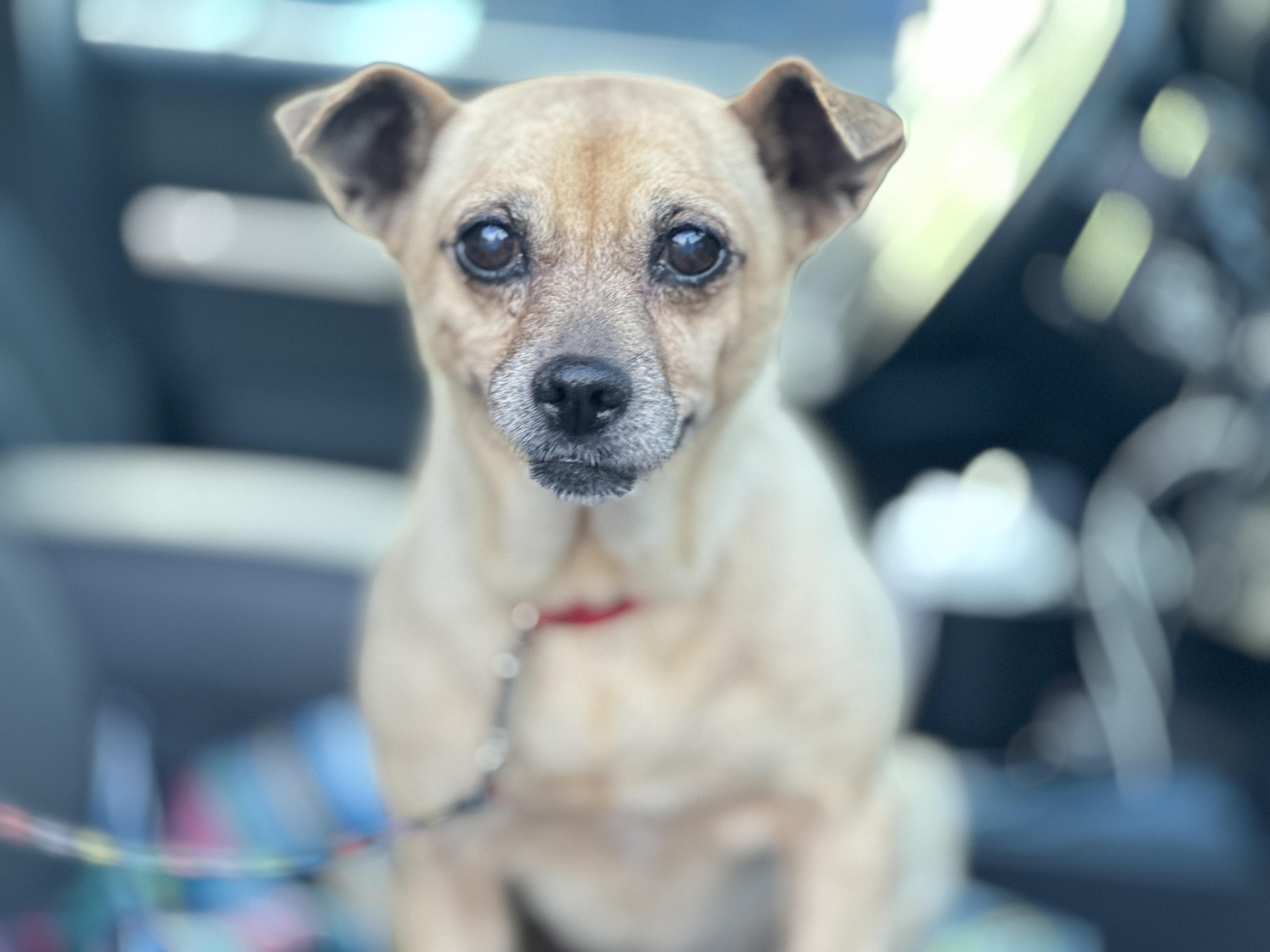 MINI ME, Adopted, Adult Female Chihuahua.