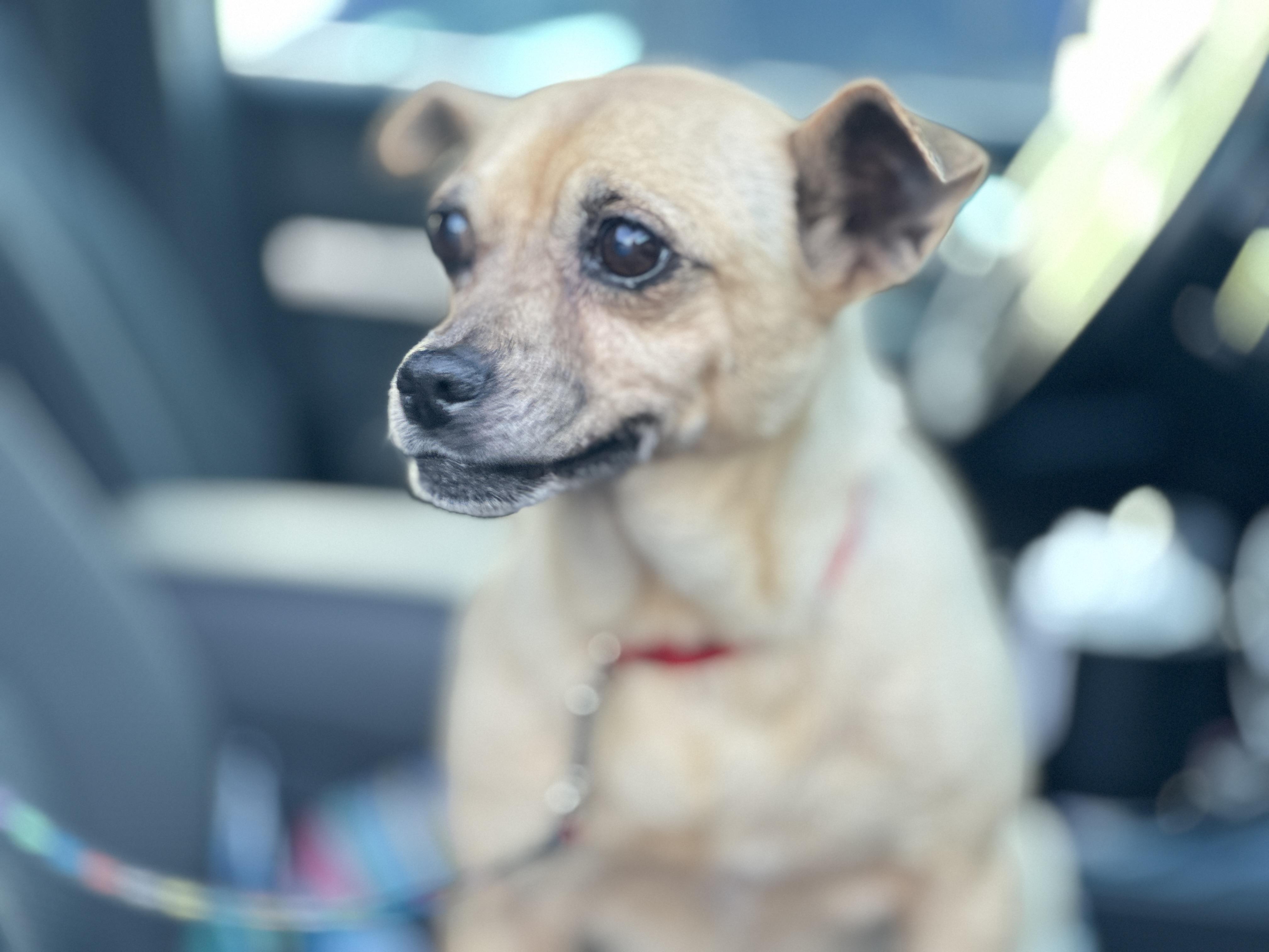 Enlarge MINI ME, a Adopted mixed breed in Topanga, CA image 2/4