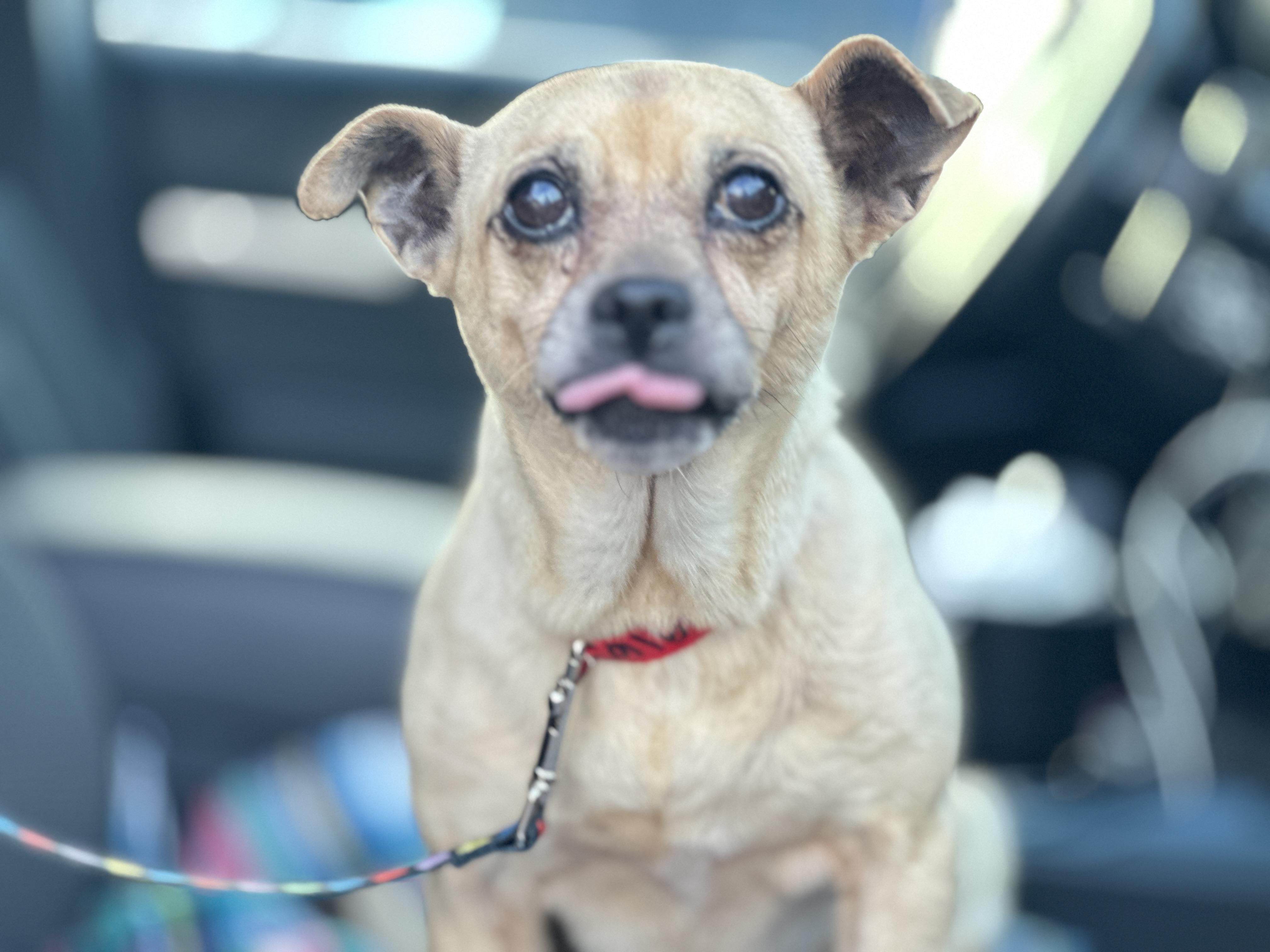 Enlarge MINI ME, a Adopted mixed breed in Topanga, CA image 3/4