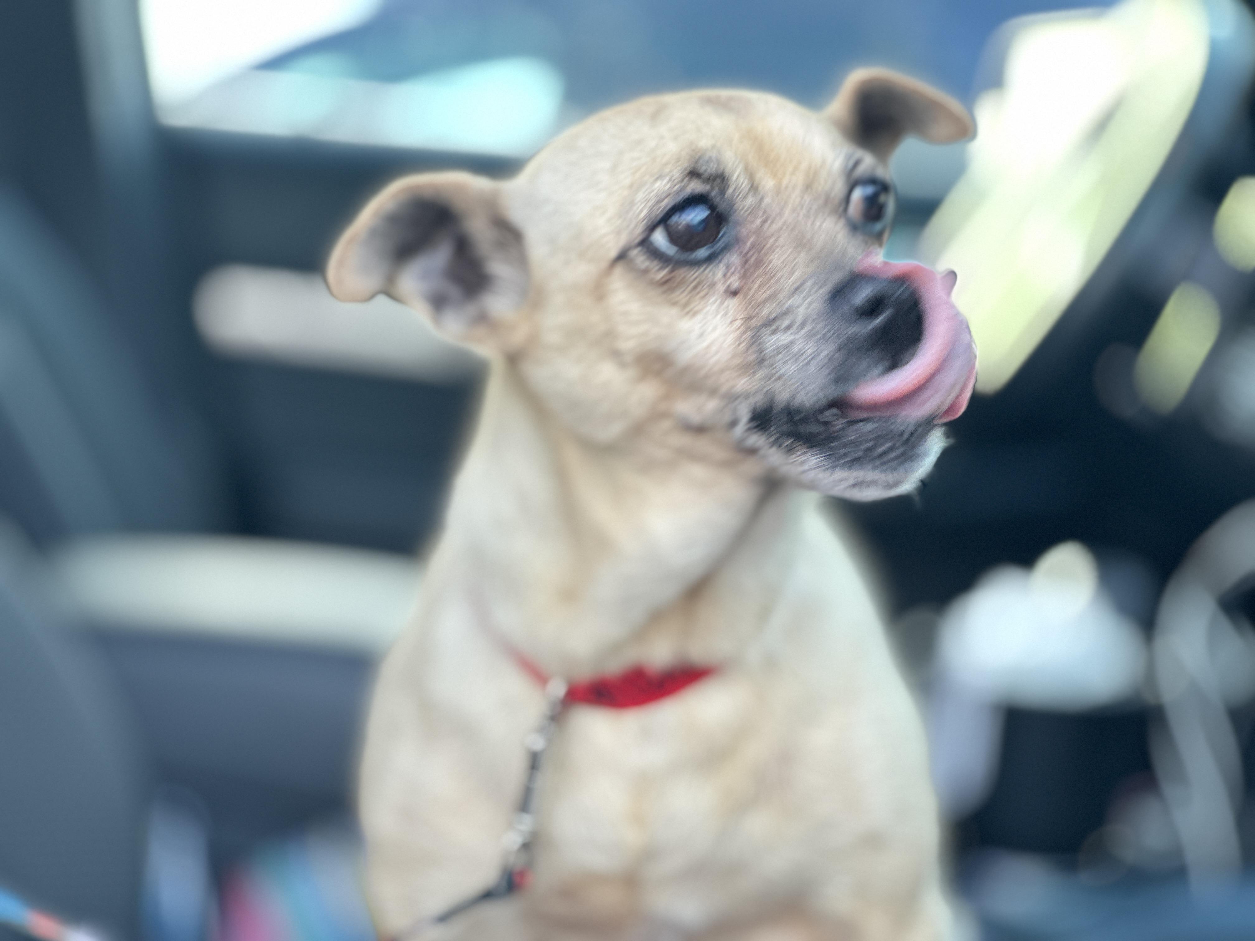 Enlarge MINI ME, a Adopted mixed breed in Topanga, CA image 4/4