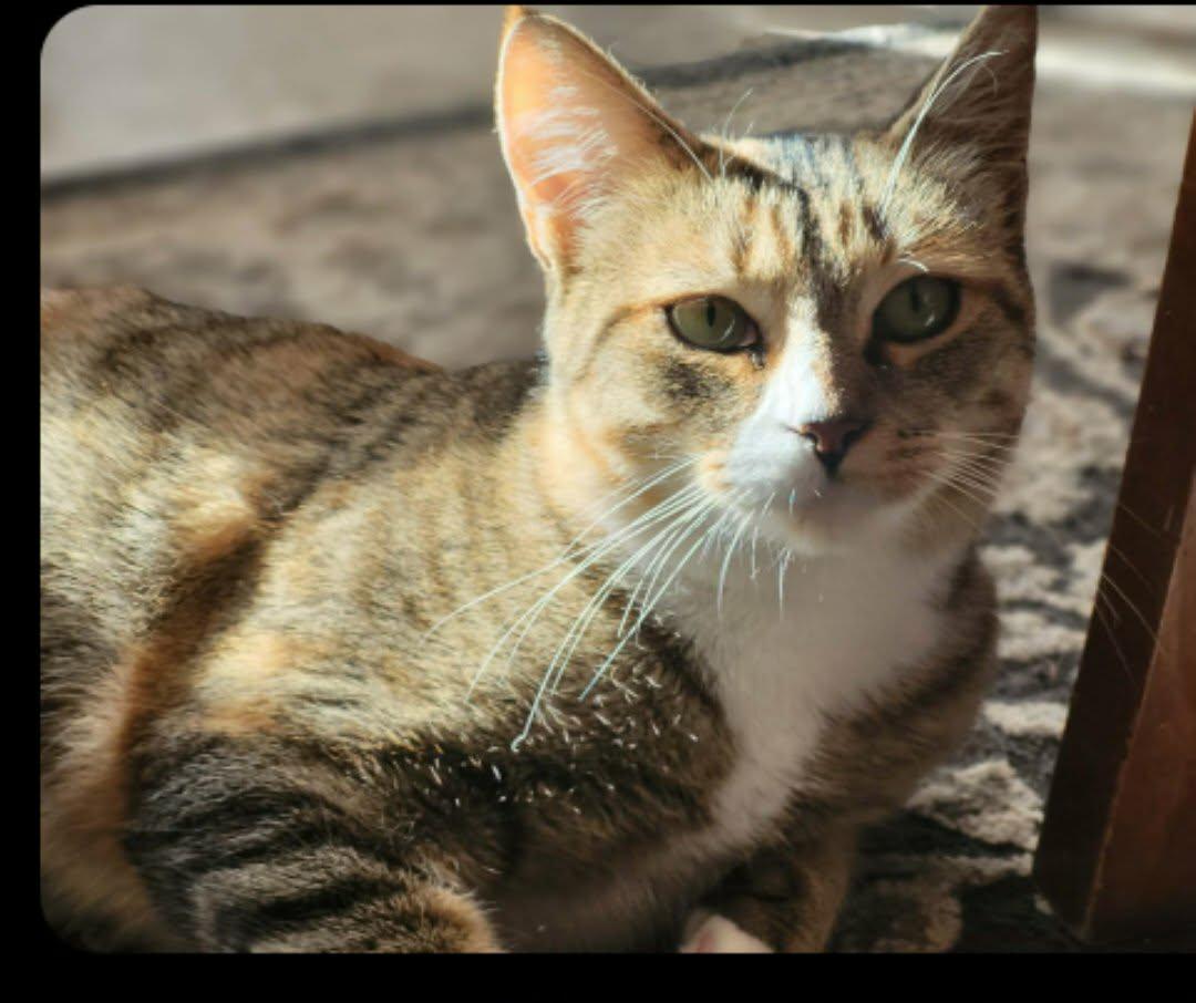 Enlarge Shelby , an adopted Domestic Short Hair in Enfield, CT image 2/3