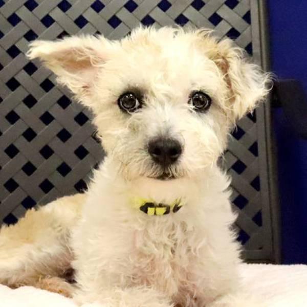 Enlarge Tommy, a Adoptable mixed breed in Midland, TX image 1/1