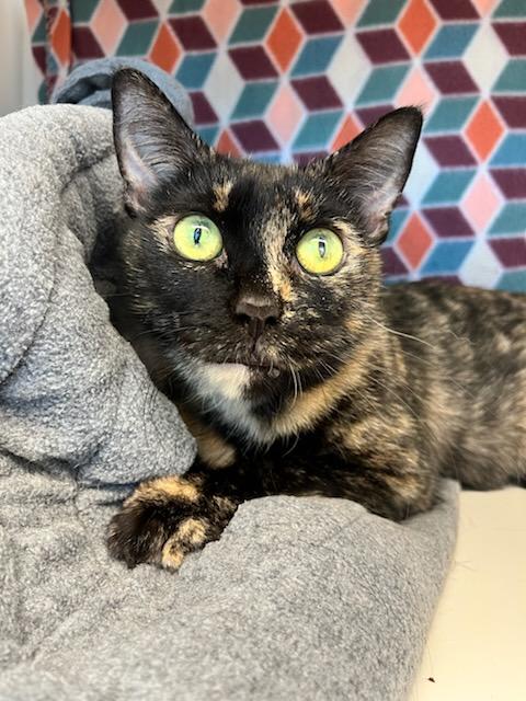 Mama Cat (ID 45325/245)