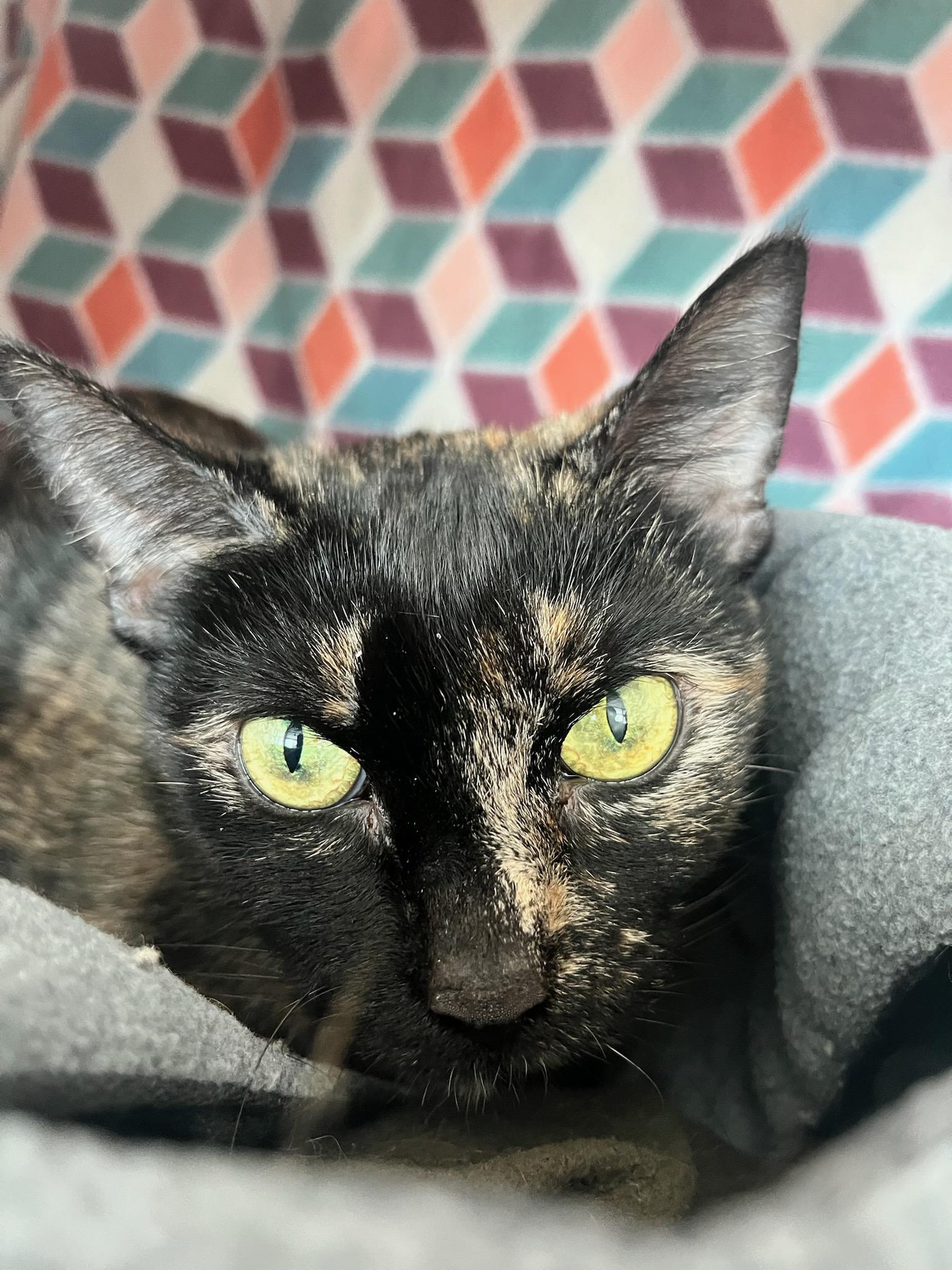 Mama Cat (ID 45325/245) 2
