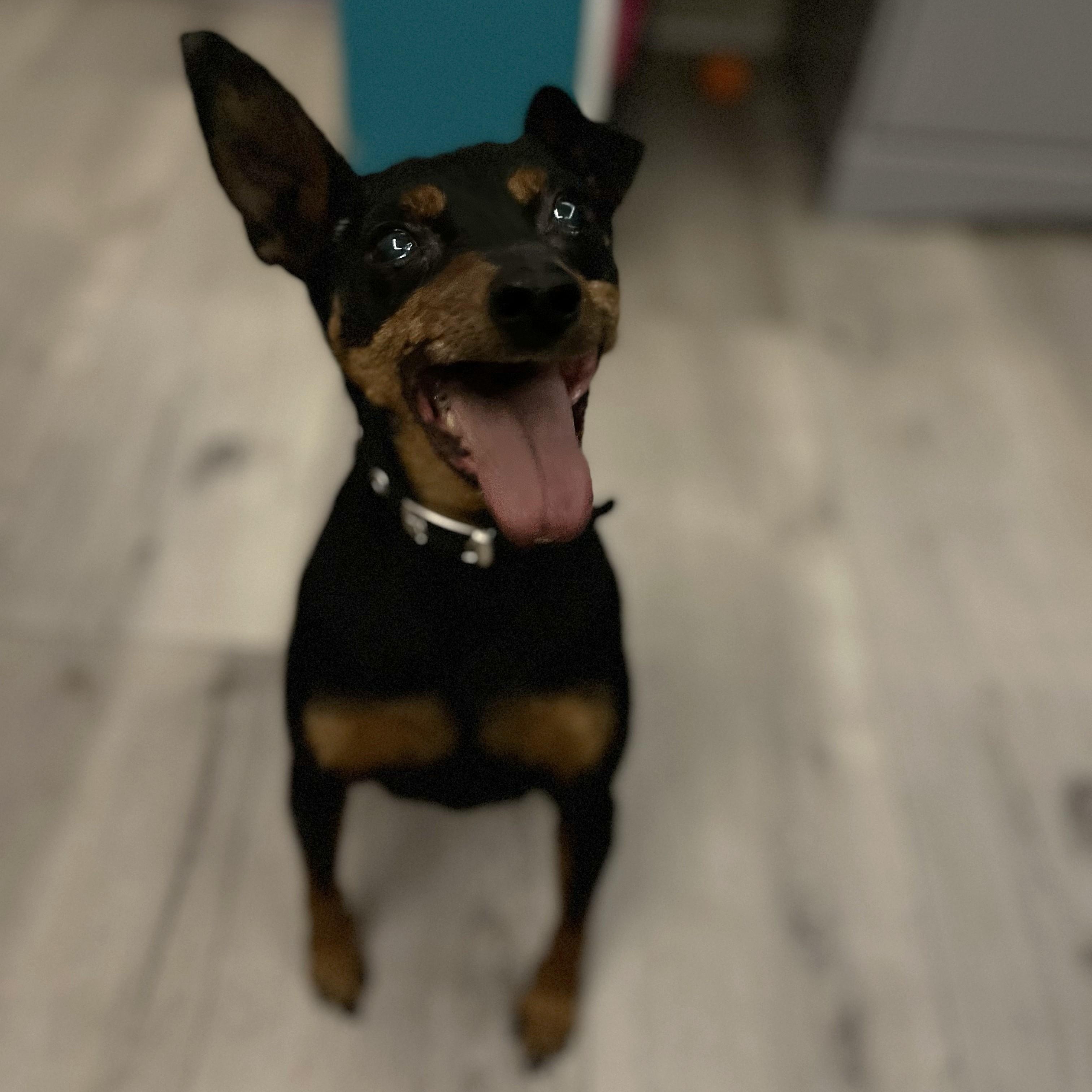 Enlarge Ammo, a Adopted Miniature Pinscher in HEMET, CA image 3/6