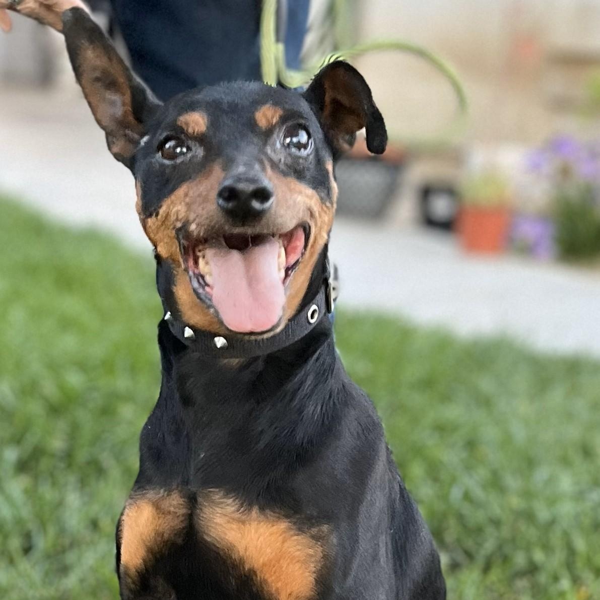 Enlarge Ammo, a Adopted Miniature Pinscher in HEMET, CA image 1/6