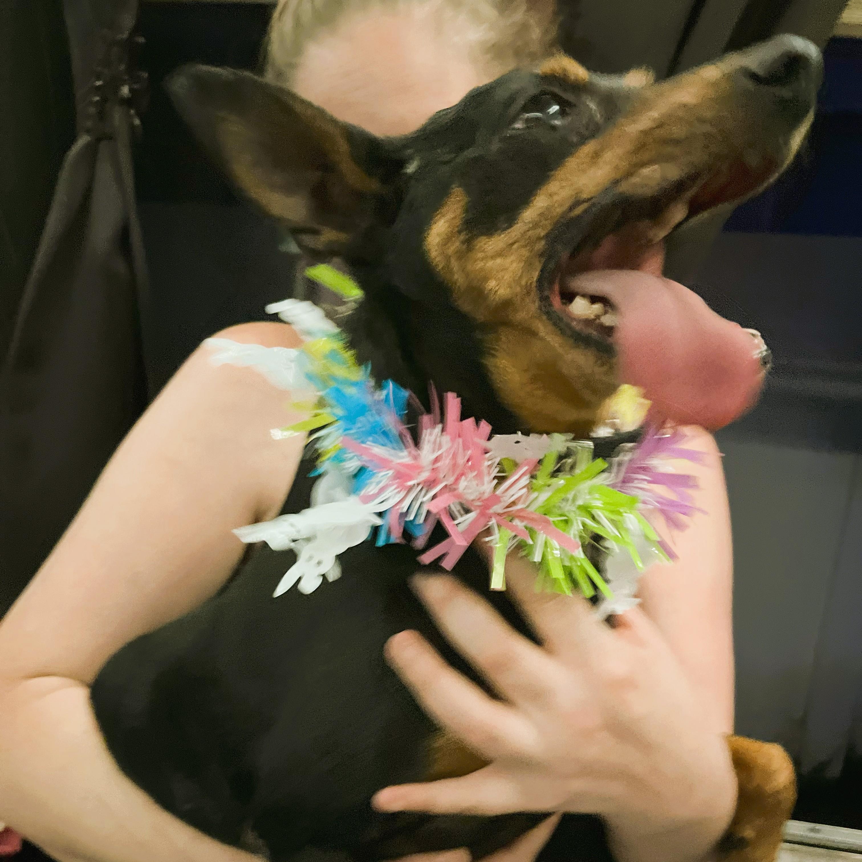 Enlarge Ammo, a Adopted Miniature Pinscher in HEMET, CA image 4/6