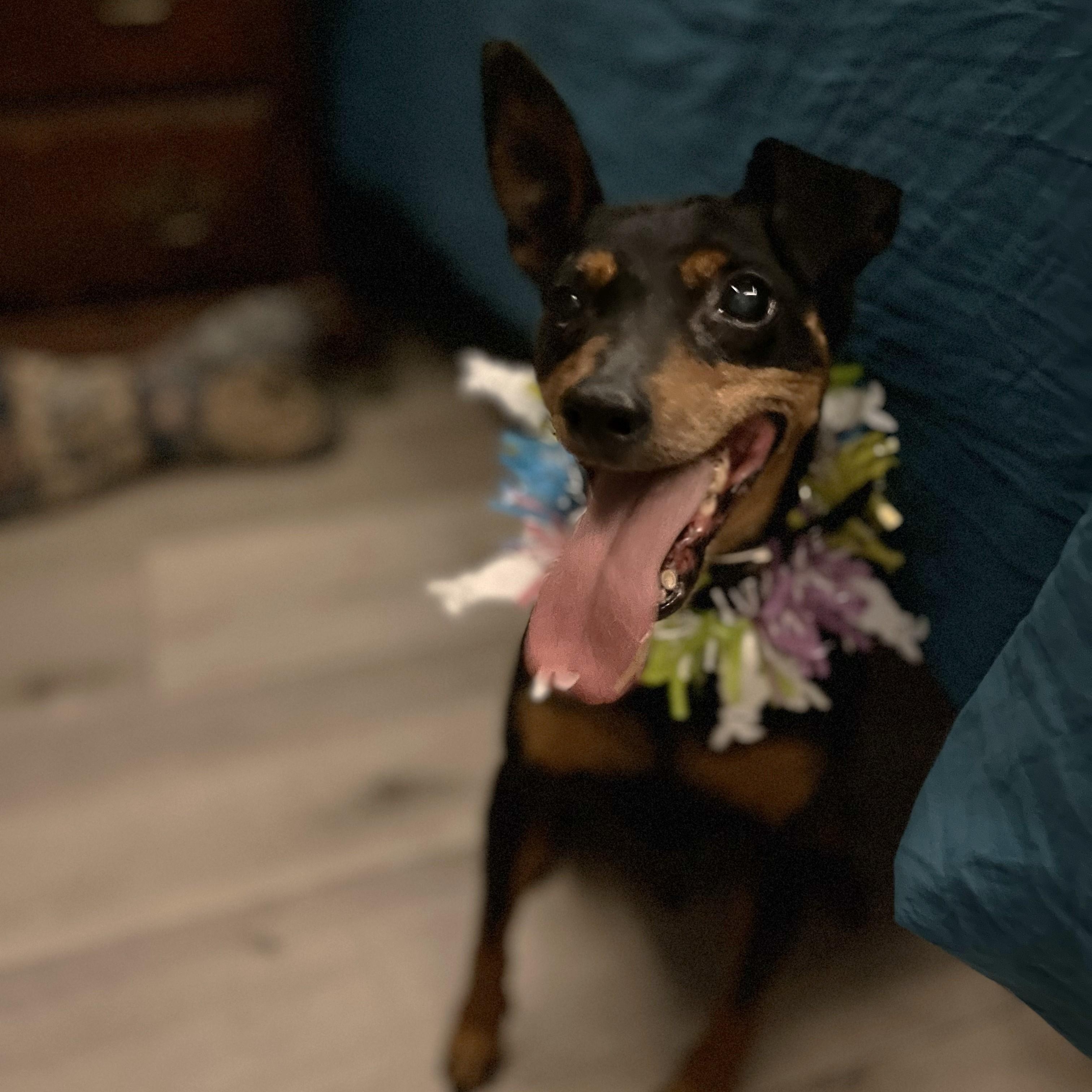 Enlarge Ammo, a Adopted Miniature Pinscher in HEMET, CA image 5/6