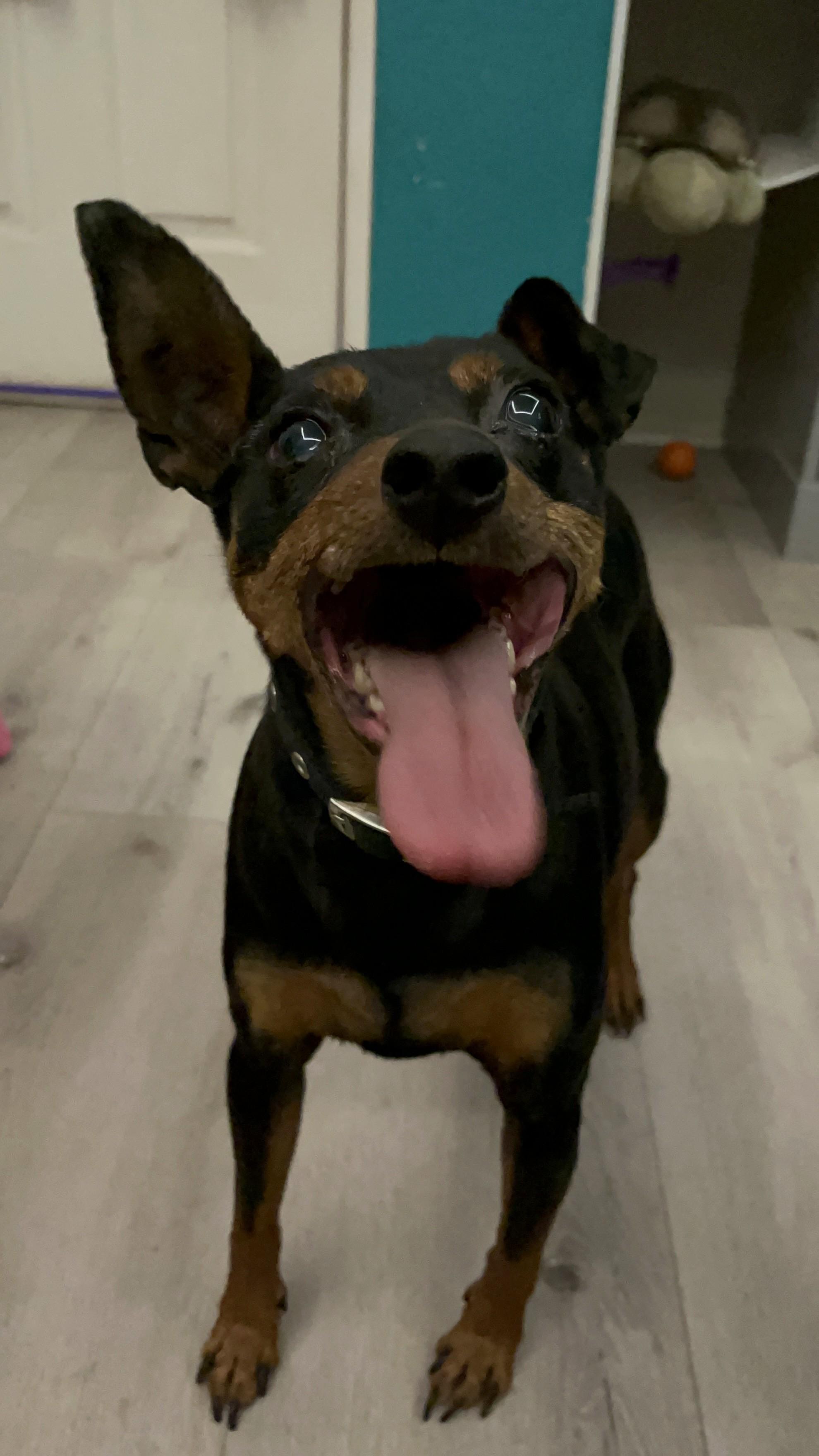 Enlarge Ammo, a Adopted Miniature Pinscher in HEMET, CA image 6/6