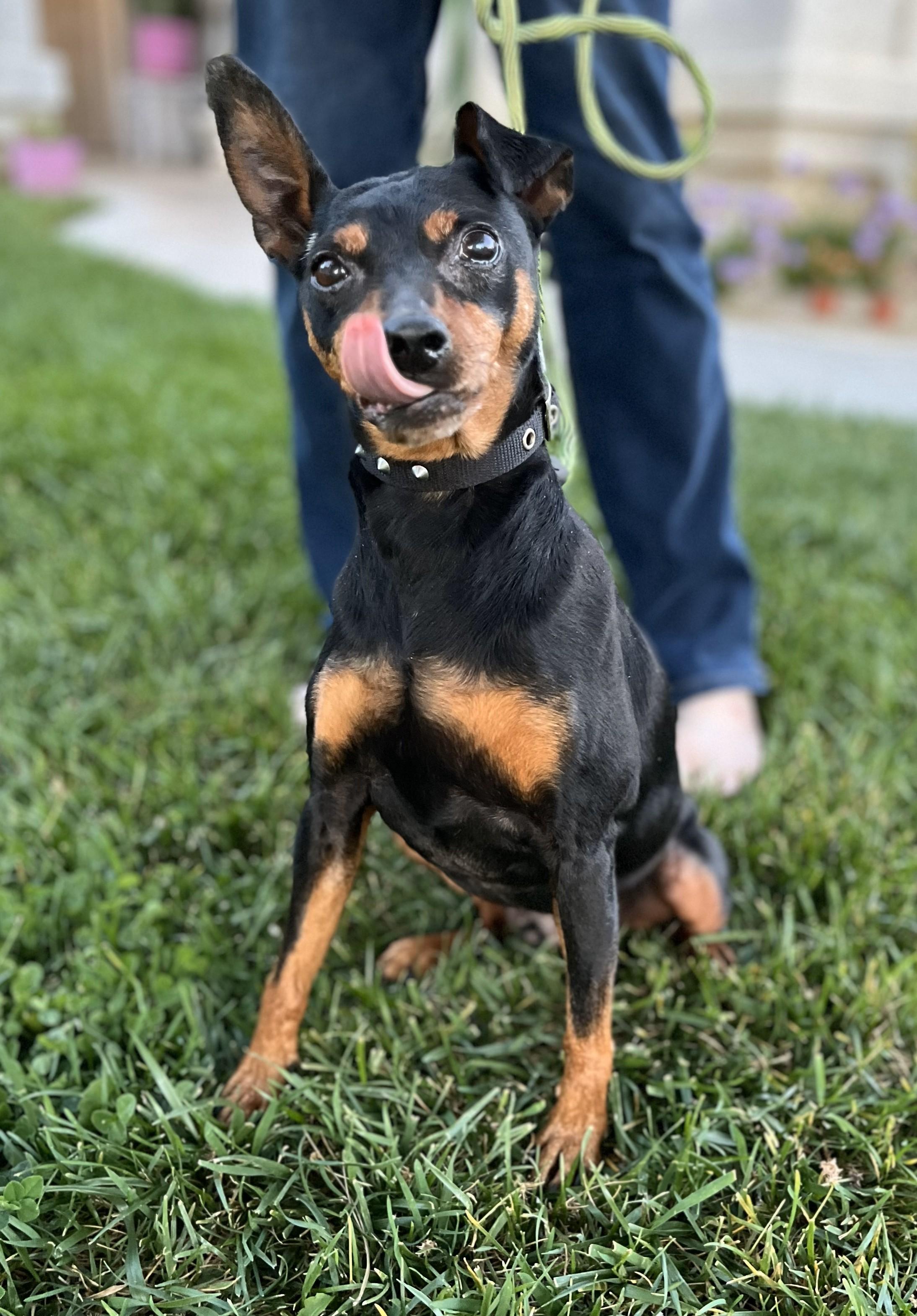 Enlarge Ammo, a Adopted Miniature Pinscher in HEMET, CA image 2/6