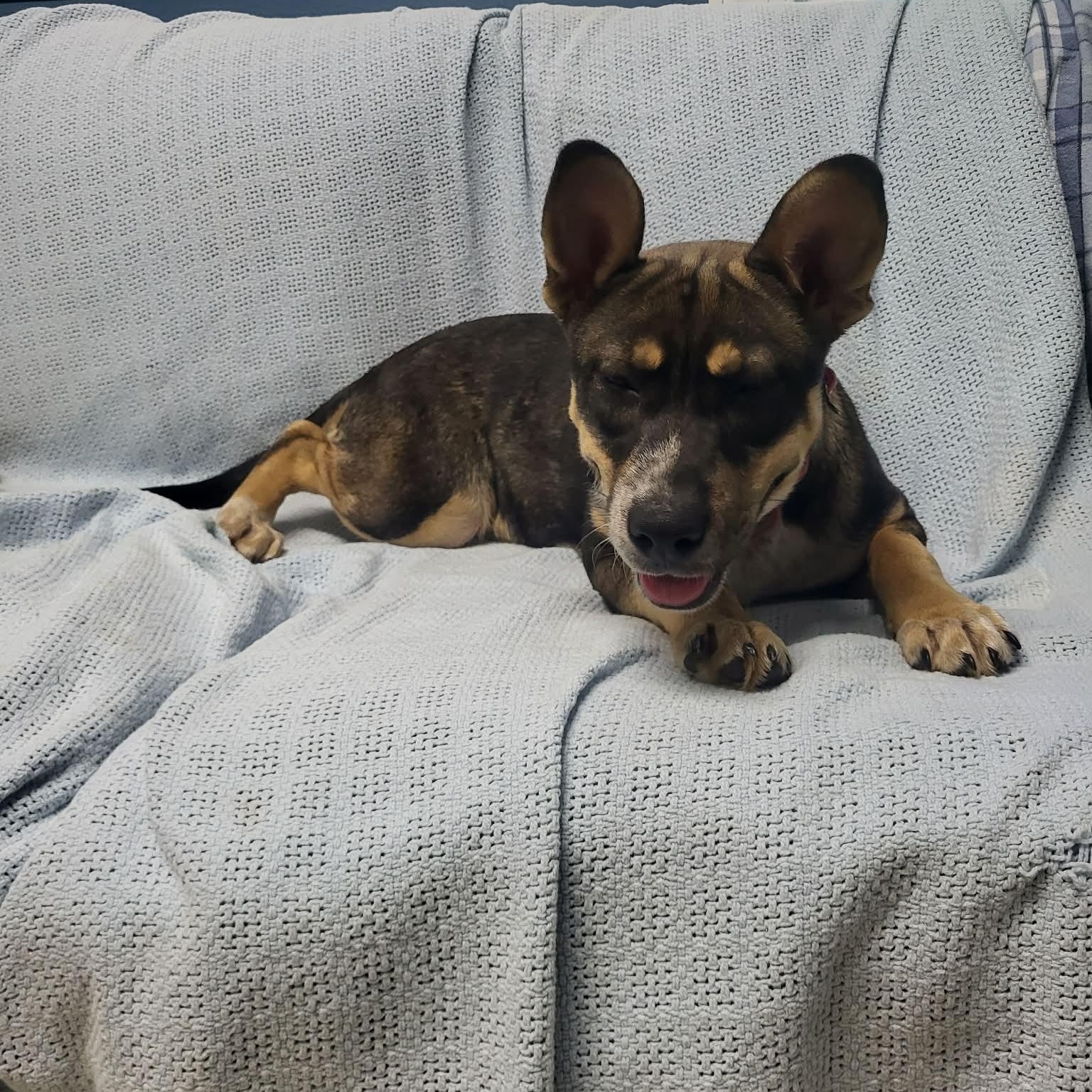 Tova, an adopted mixed breed in Sunderland, MD image 4/6