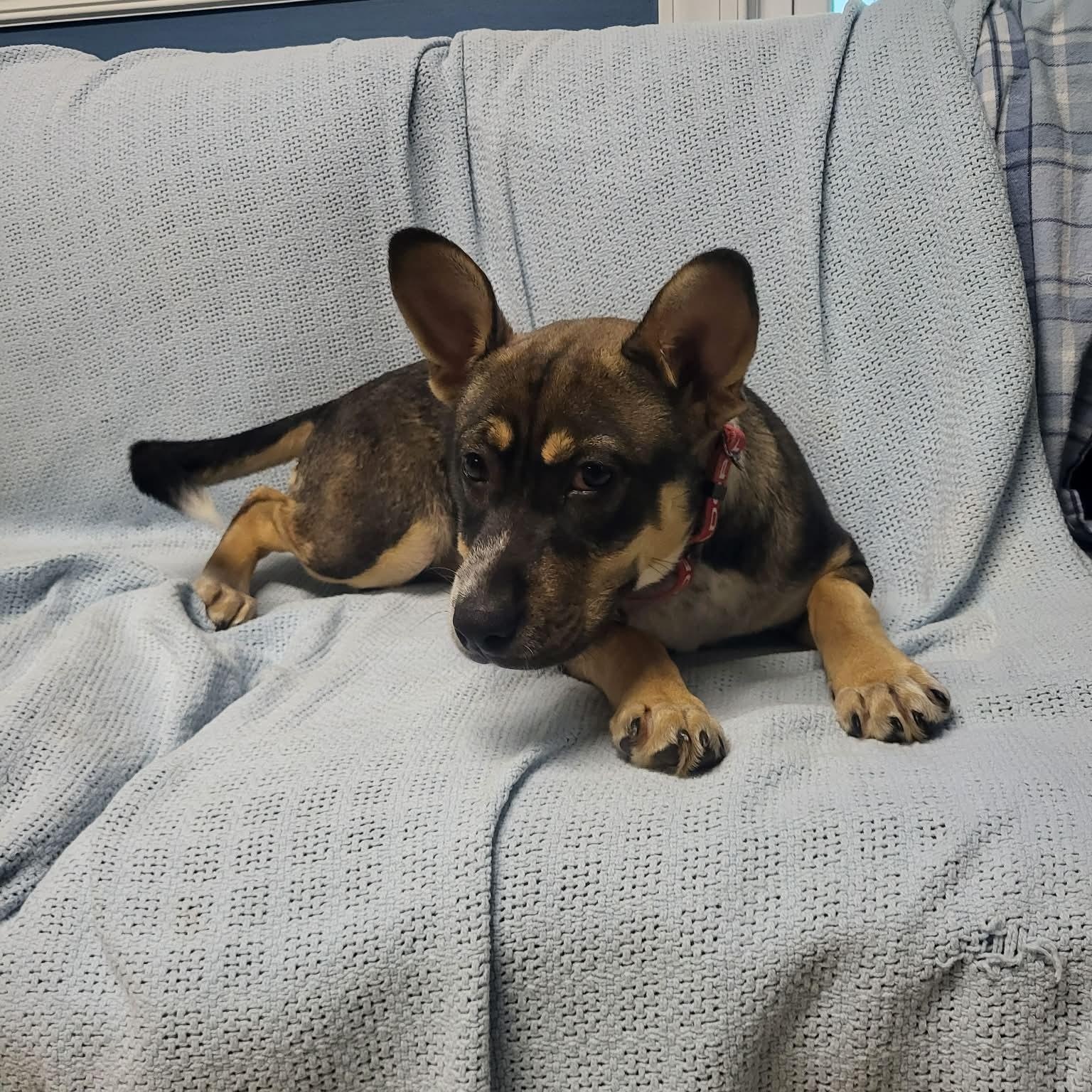 Tova, an adopted mixed breed in Sunderland, MD image 5/6