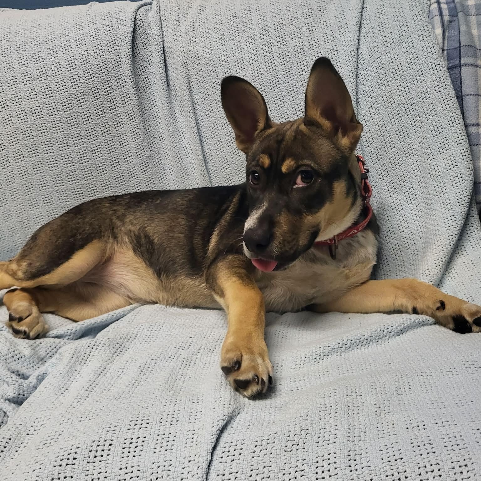 Tova, an adopted mixed breed in Sunderland, MD image 2/6