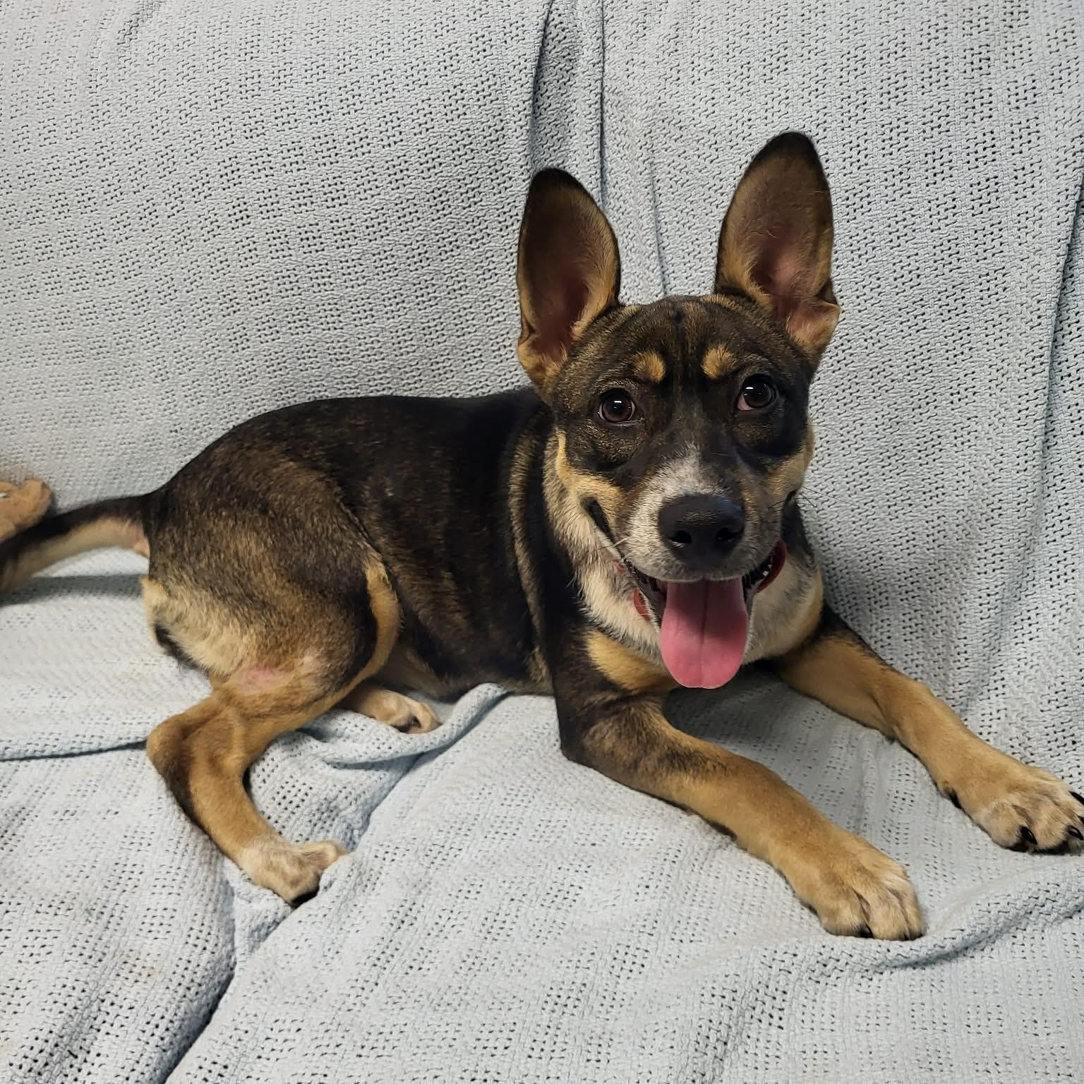 Tova, an adopted mixed breed in Sunderland, MD image 1/6