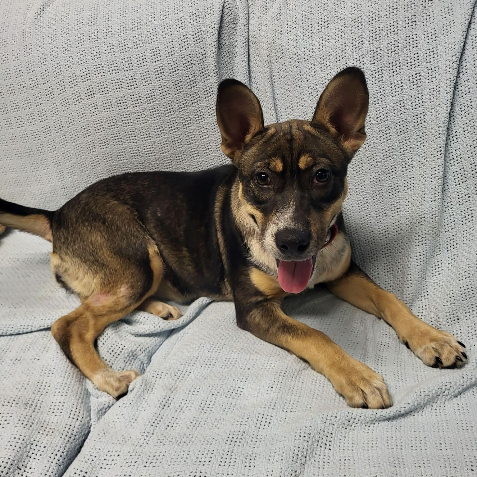 Tova, an adopted mixed breed in Sunderland, MD image 3/6
