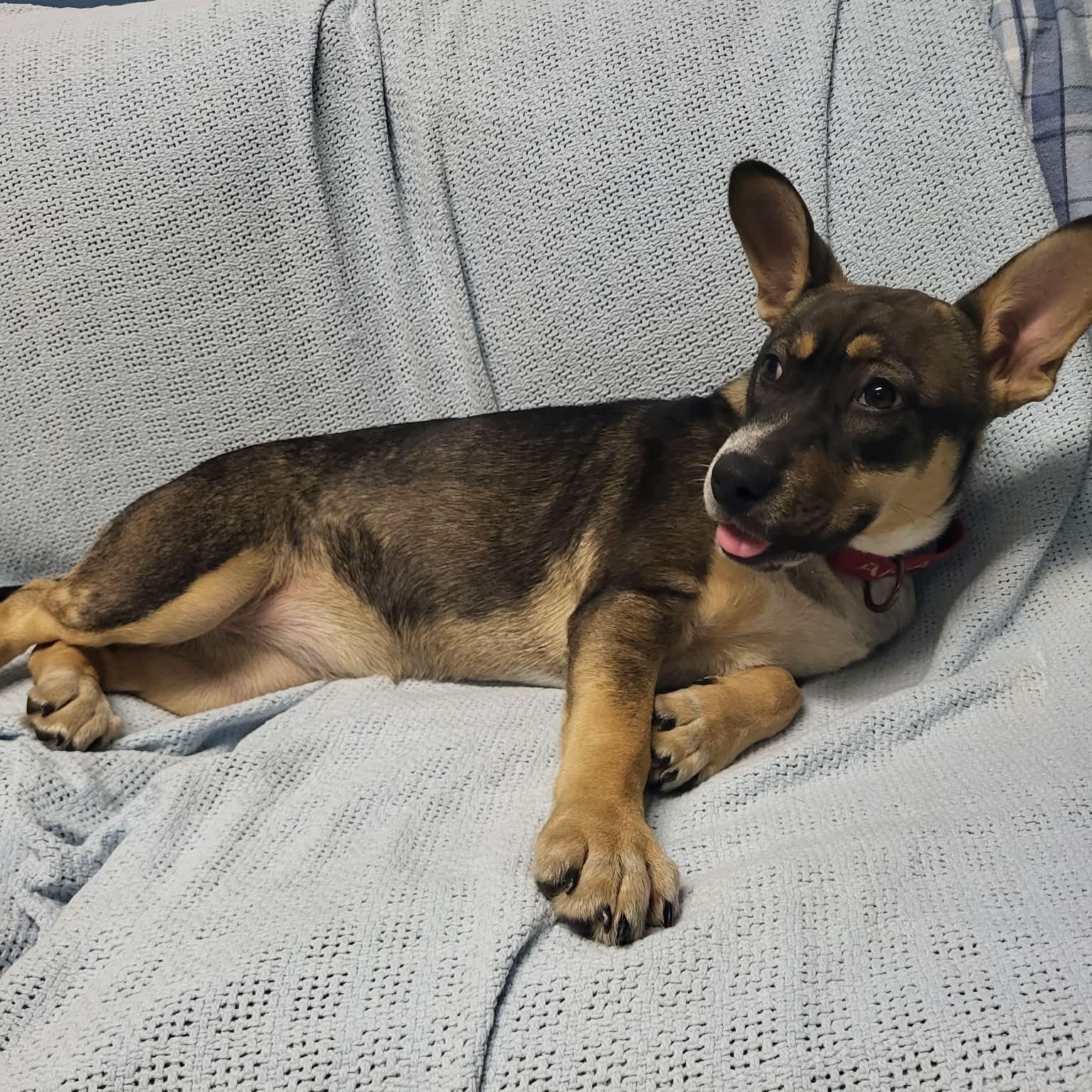 Tova, an adopted mixed breed in Sunderland, MD image 6/6