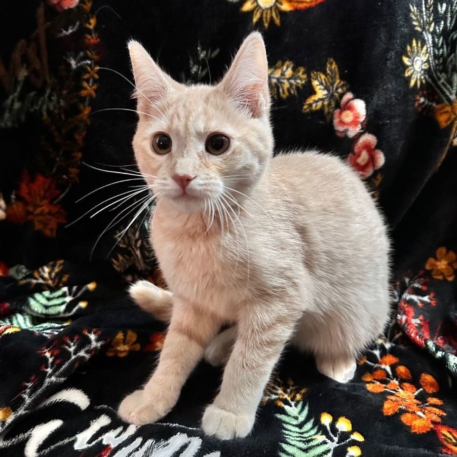 Buffy, Adult Male Domestic Short Hair