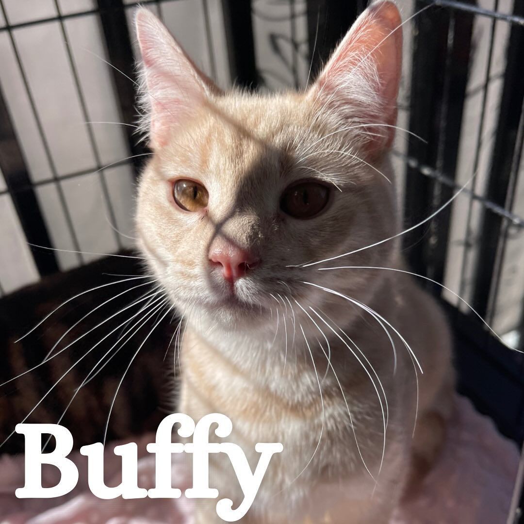 Enlarge Buffy, a Adoptable Domestic Short Hair in Hollister, CA image 2/2