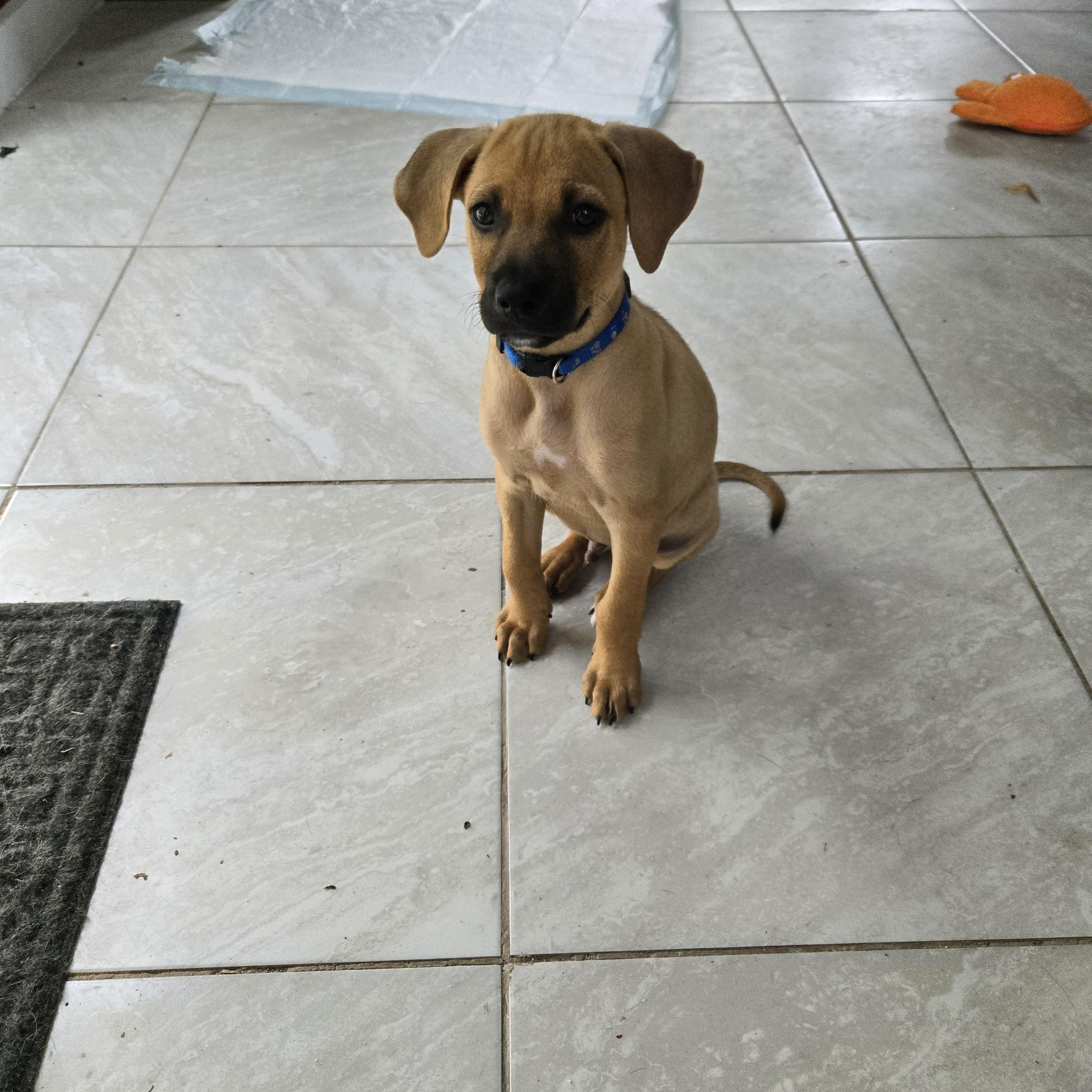 Sammy