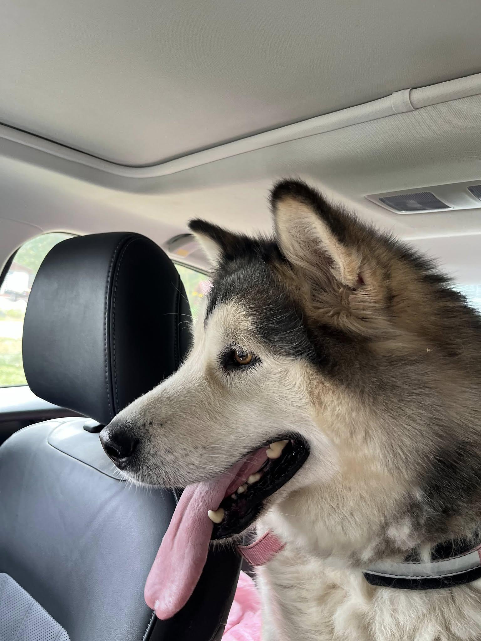 Kalani, Adopted, Adult Female Alaskan Malamute.