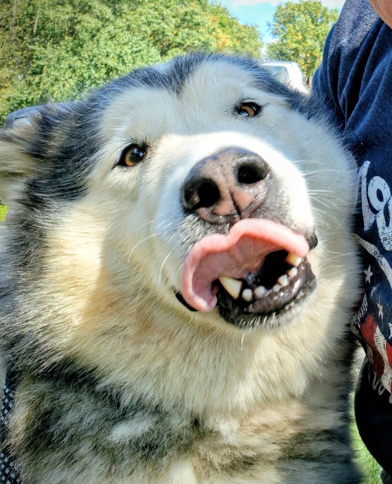 Kalani, a Adopted Alaskan Malamute in Gaithersburg, MD image 2/2