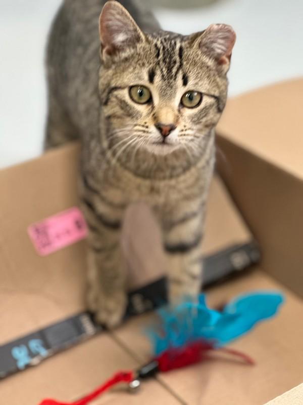 Enlarge Electra, a Adoptable mixed breed in Skillman, NJ image 1/1