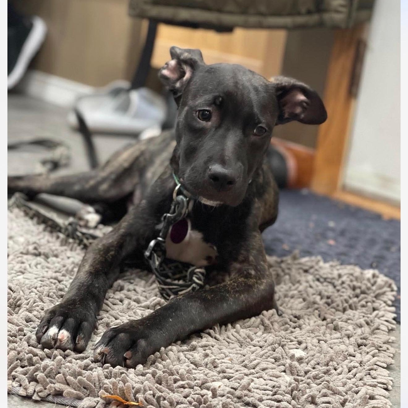 Enlarge Jack, a Adoptable mixed breed in Cedarburg, WI image 3/6