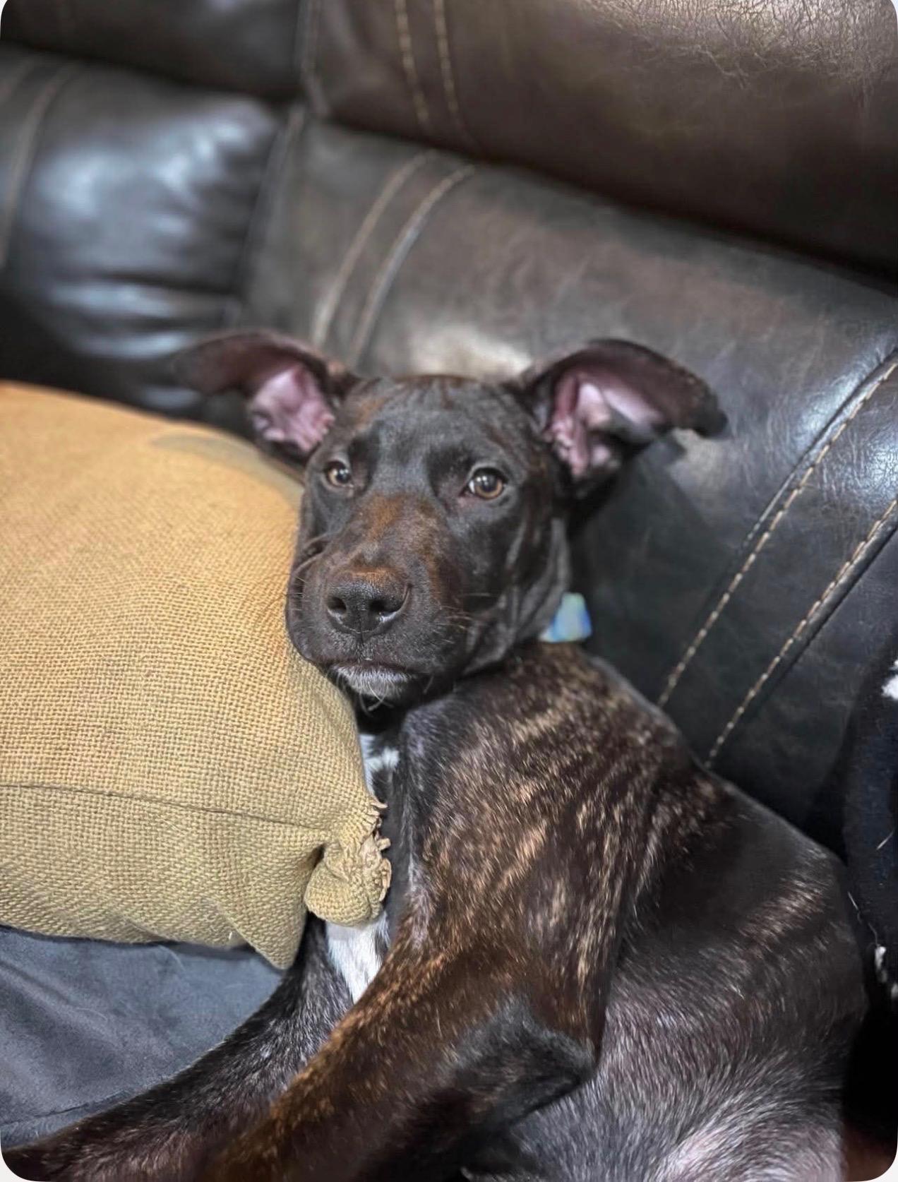 Enlarge Jack, a Adoptable mixed breed in Cedarburg, WI image 5/6