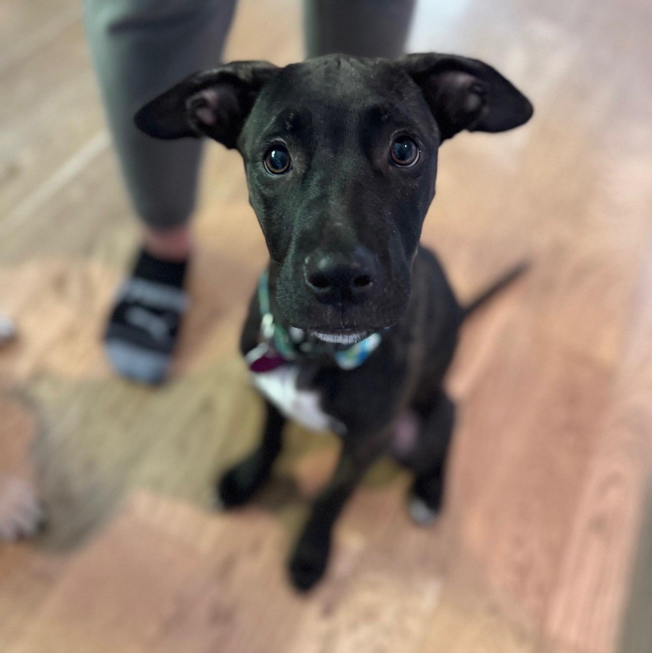 Enlarge Jack, a Adoptable mixed breed in Cedarburg, WI image 6/6