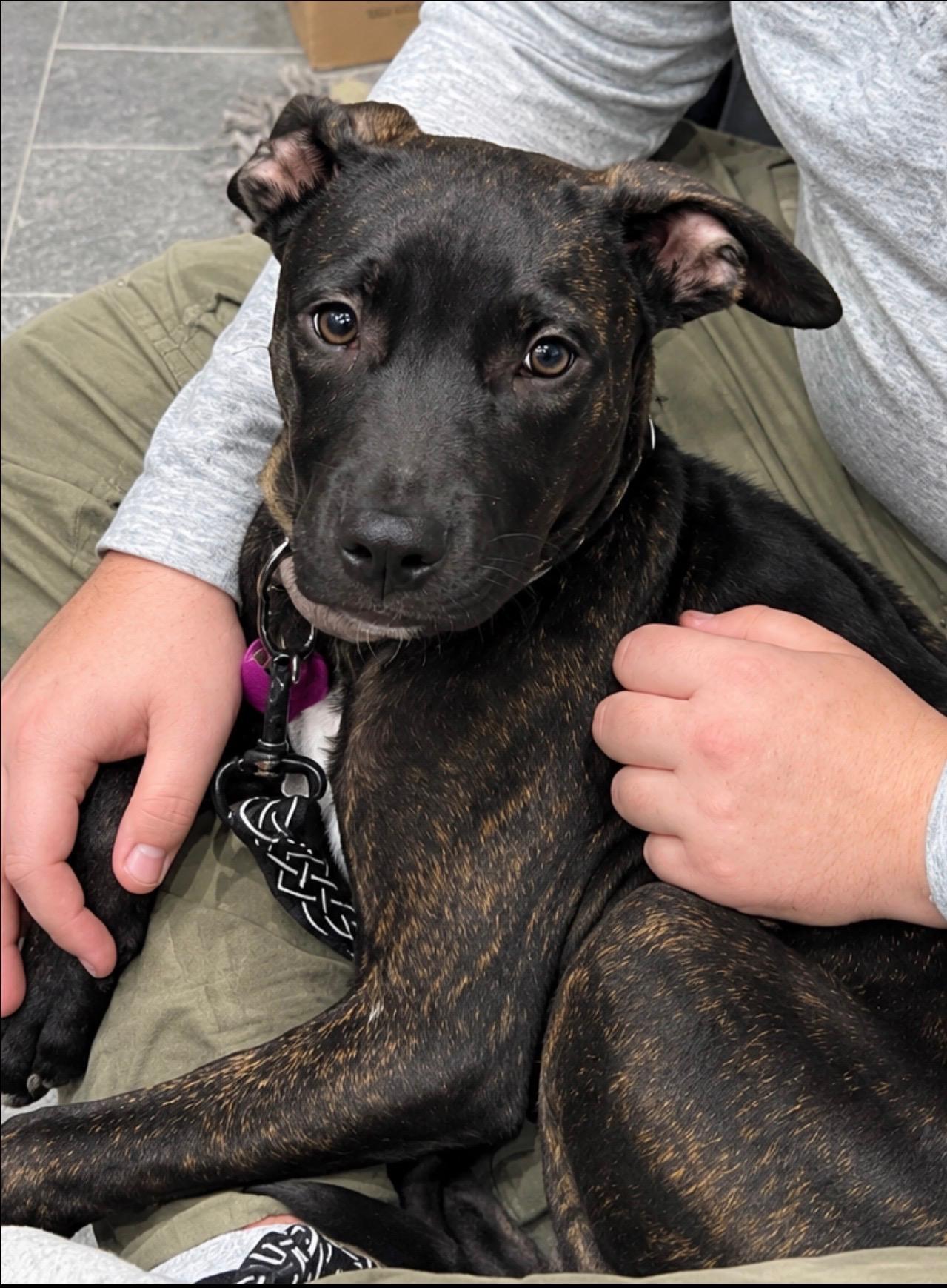 Enlarge Jack, a Adoptable mixed breed in Cedarburg, WI image 2/6