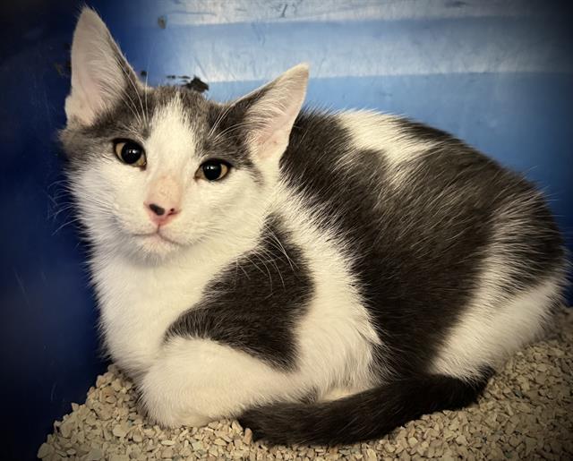 BOB*, Adoptable, Kitten Male Domestic Short Hair.