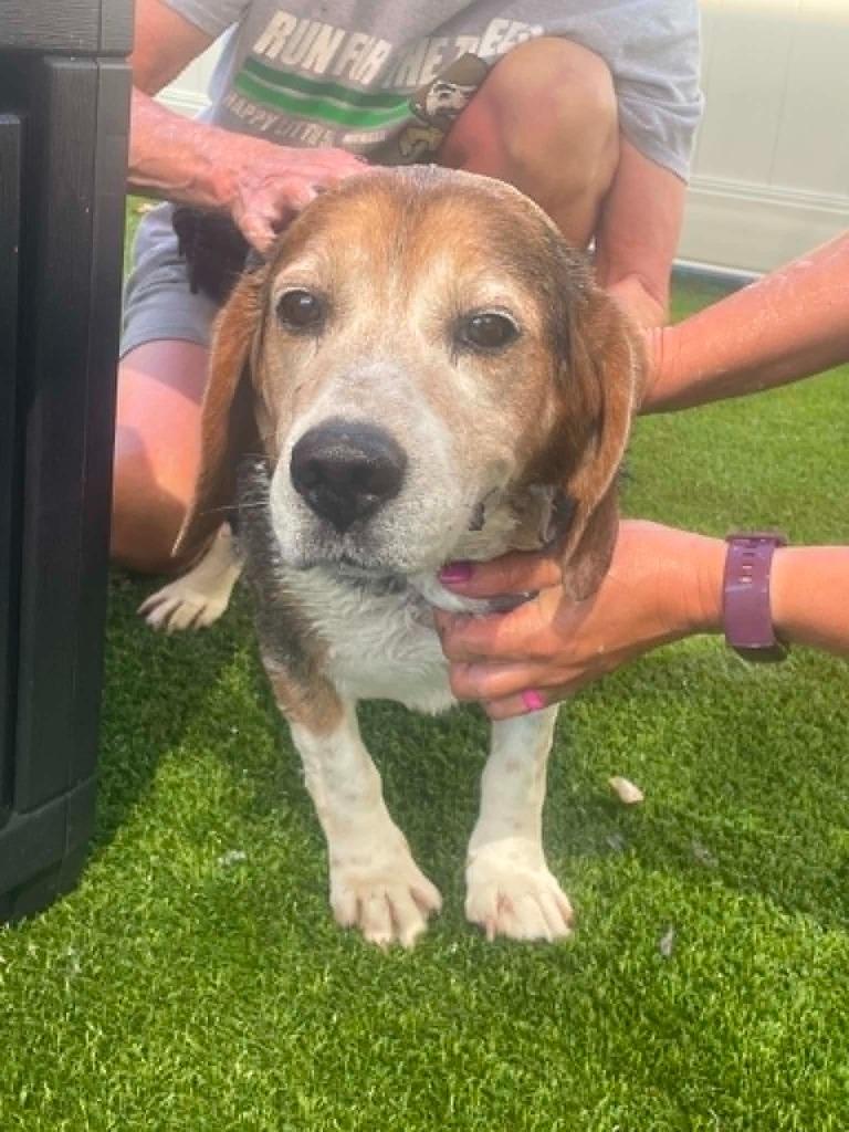 Buck, Adoptable, Adult Male Beagle.