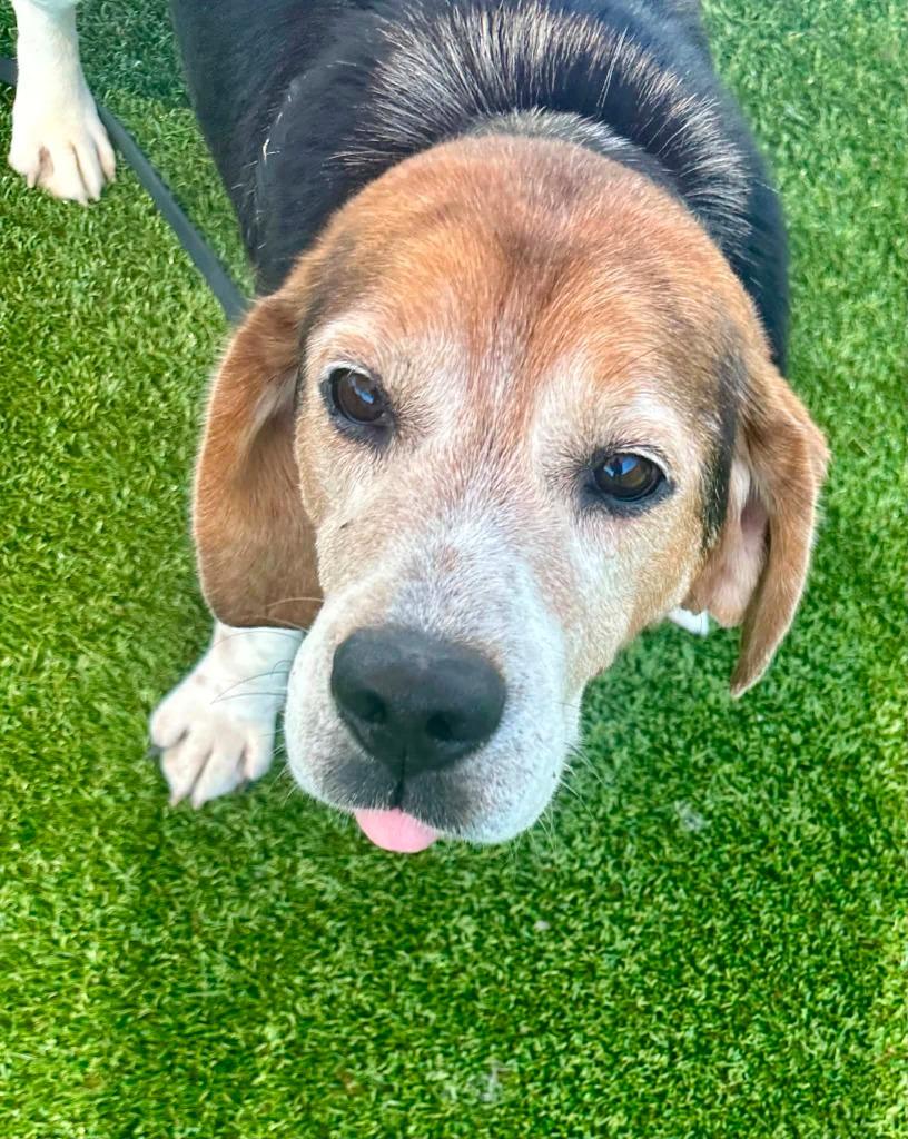Buck, a Adoptable Beagle in Hamilton, OH image 2/2
