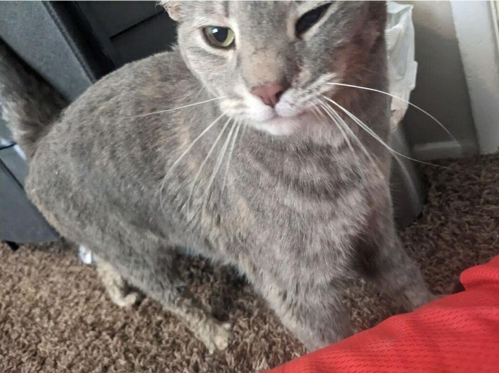 Enlarge Precious Nita, a Adoptable Domestic Short Hair in Thatcher, AZ image 1/1